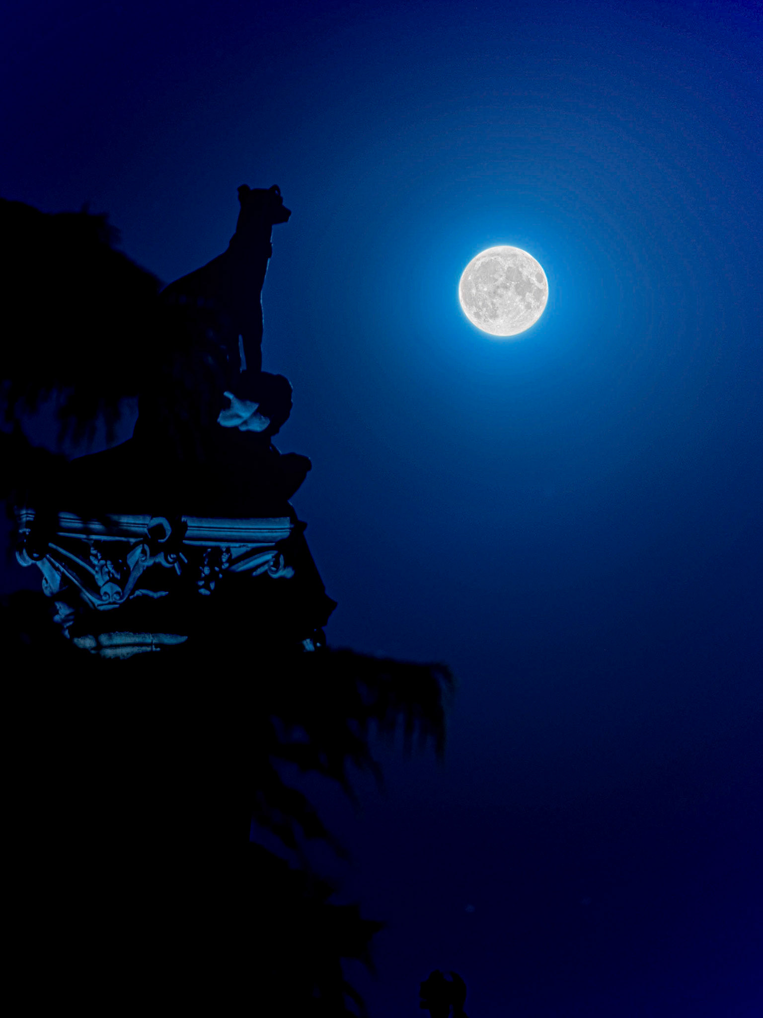 La levrette de Saint Cast et la lune