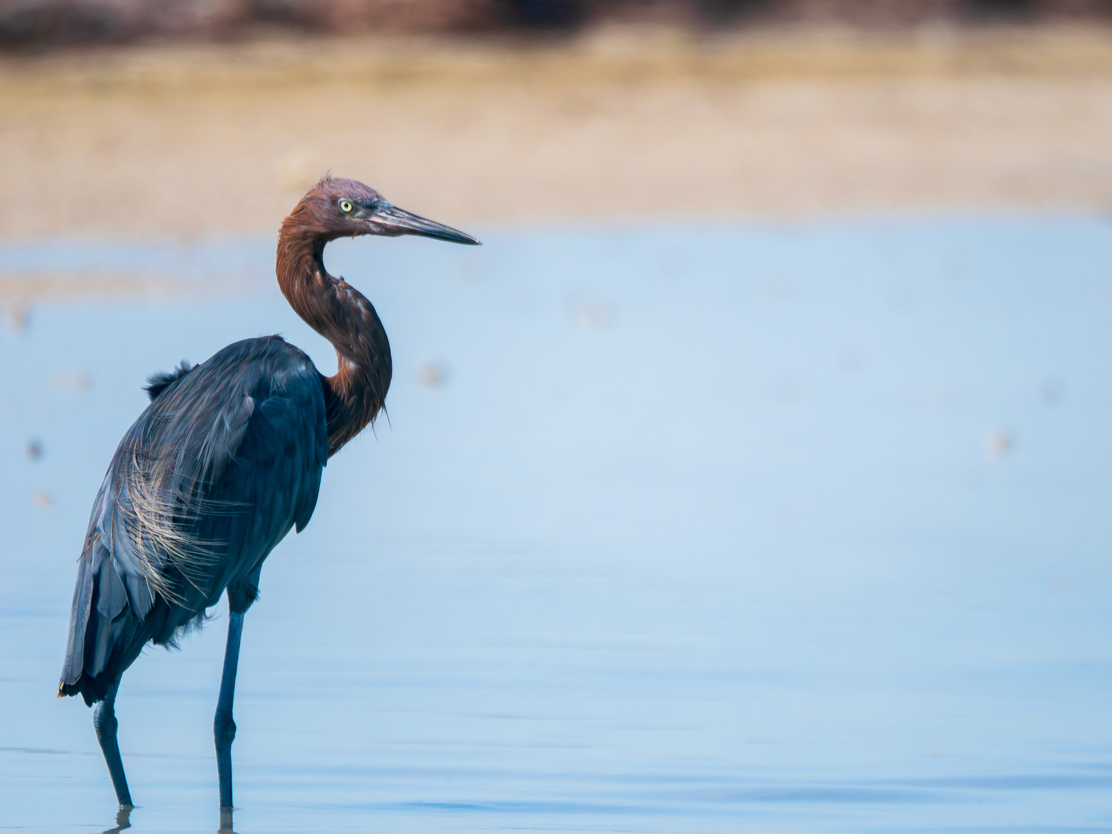 aigrette roussâtre
