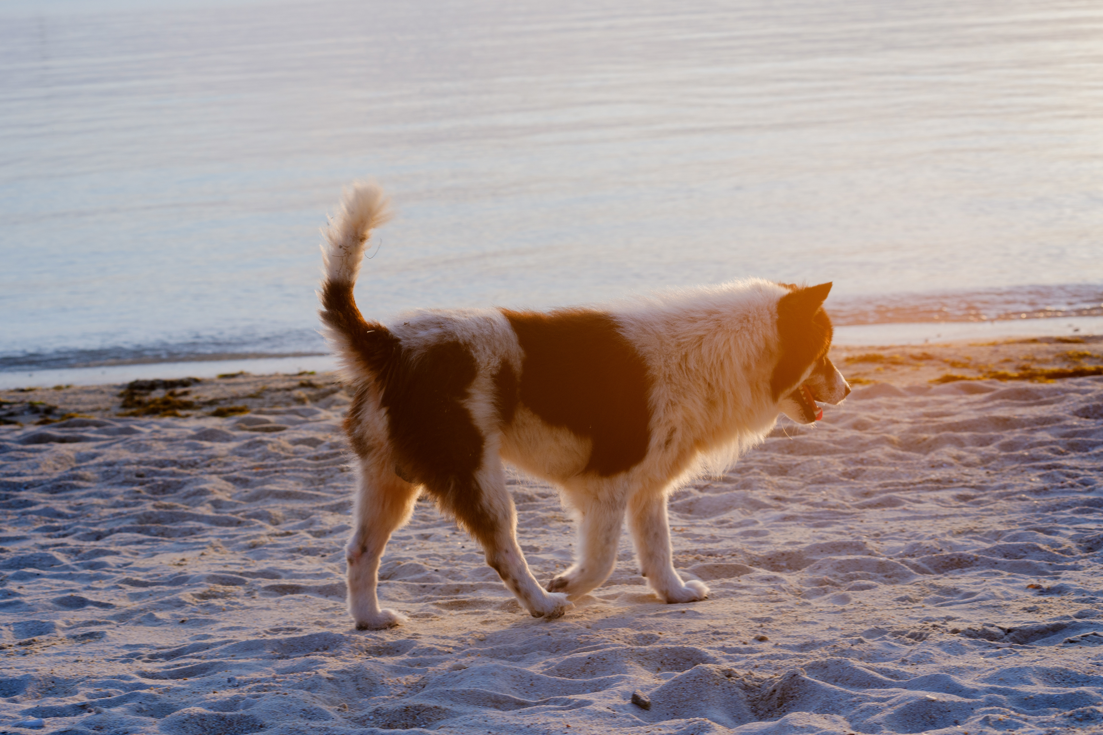 chien sauvage (?), Sri Thanu