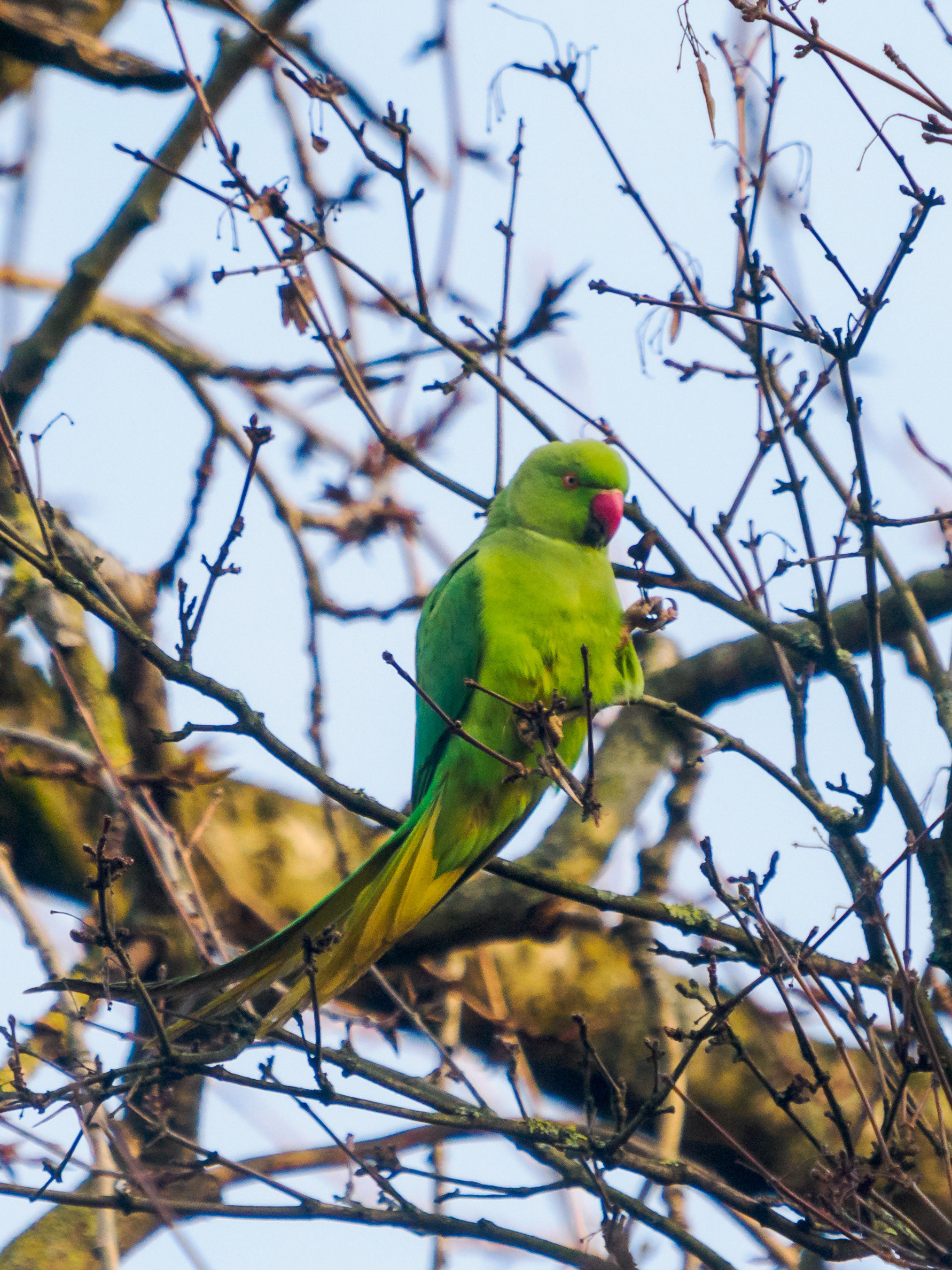 perruche au bois de Vincennes