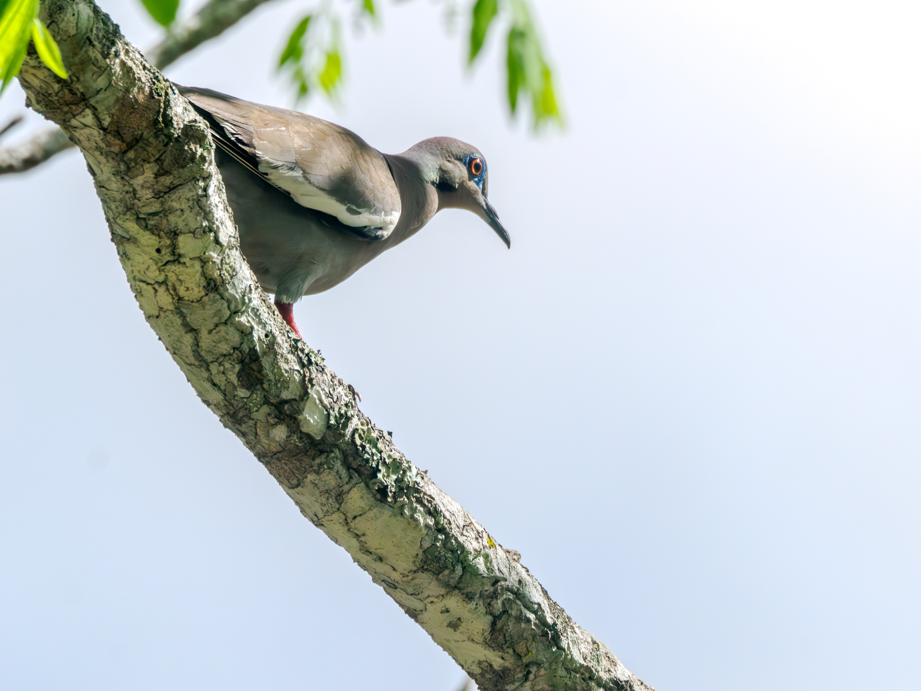 Les temples perdus dans la jungle sont ceux des meilleurs rencontres