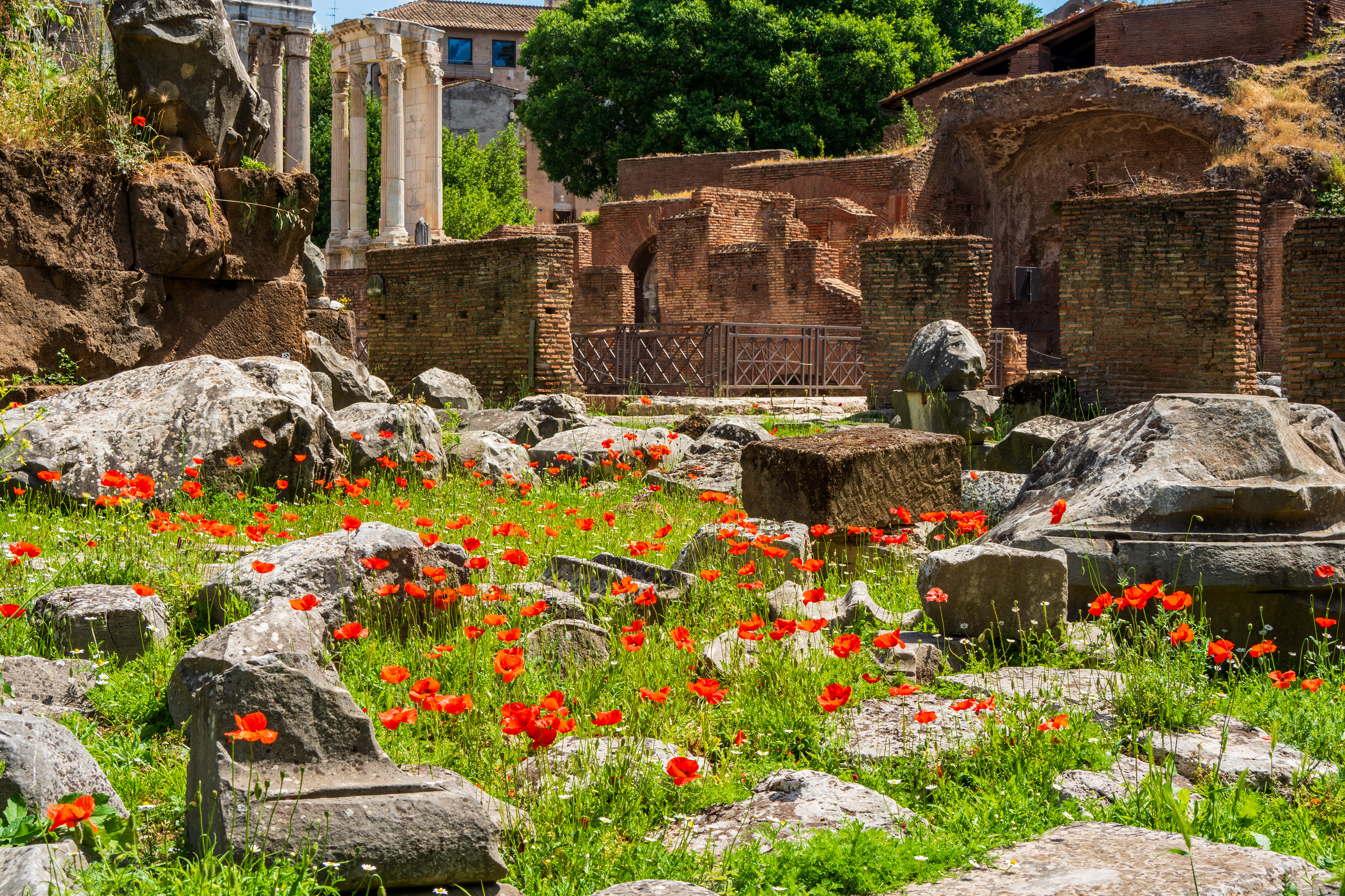 Coquelicots au forum romain