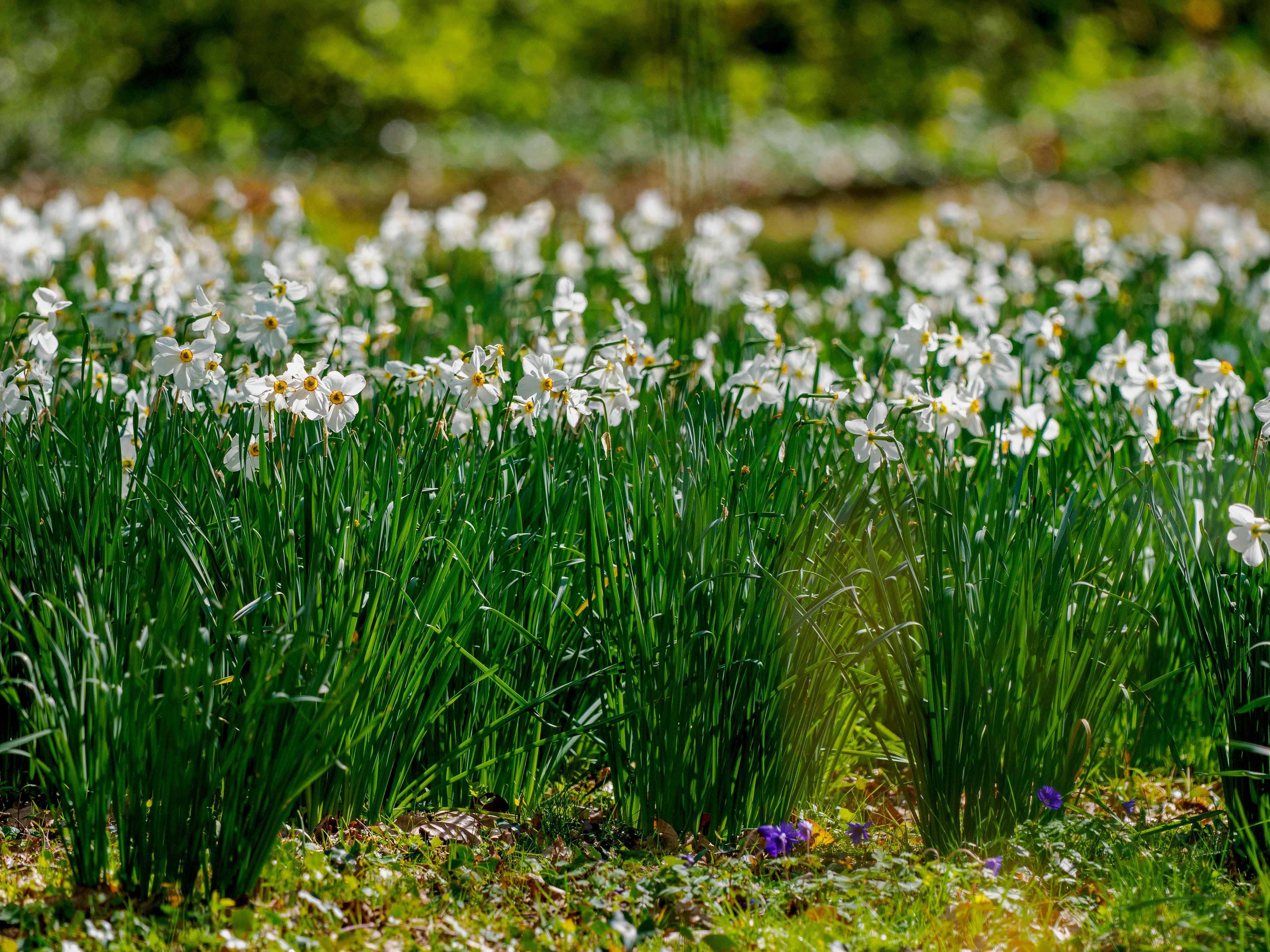 le printemps arrive