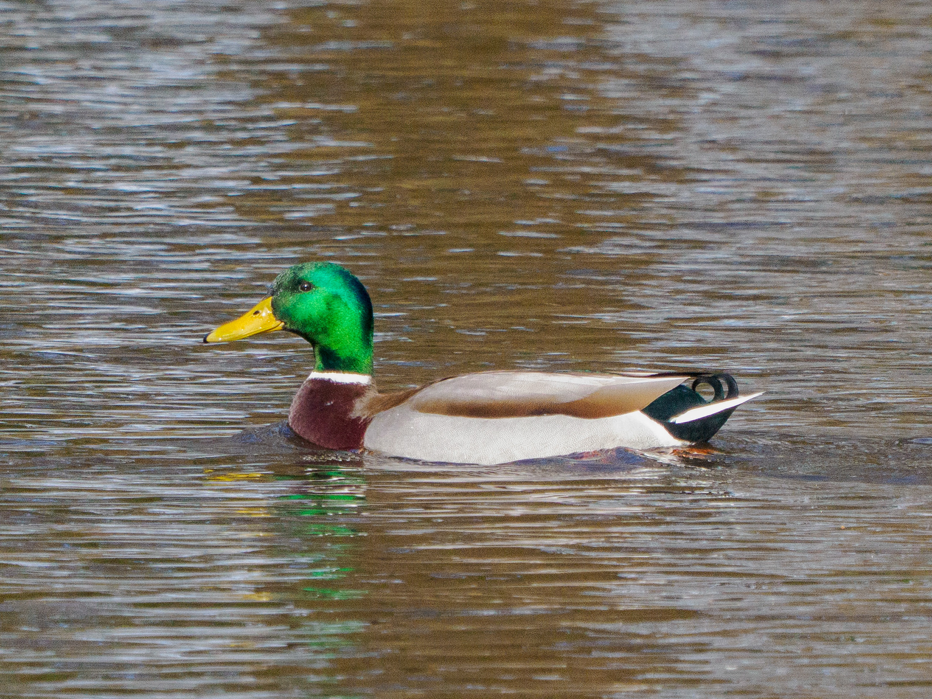 colvert