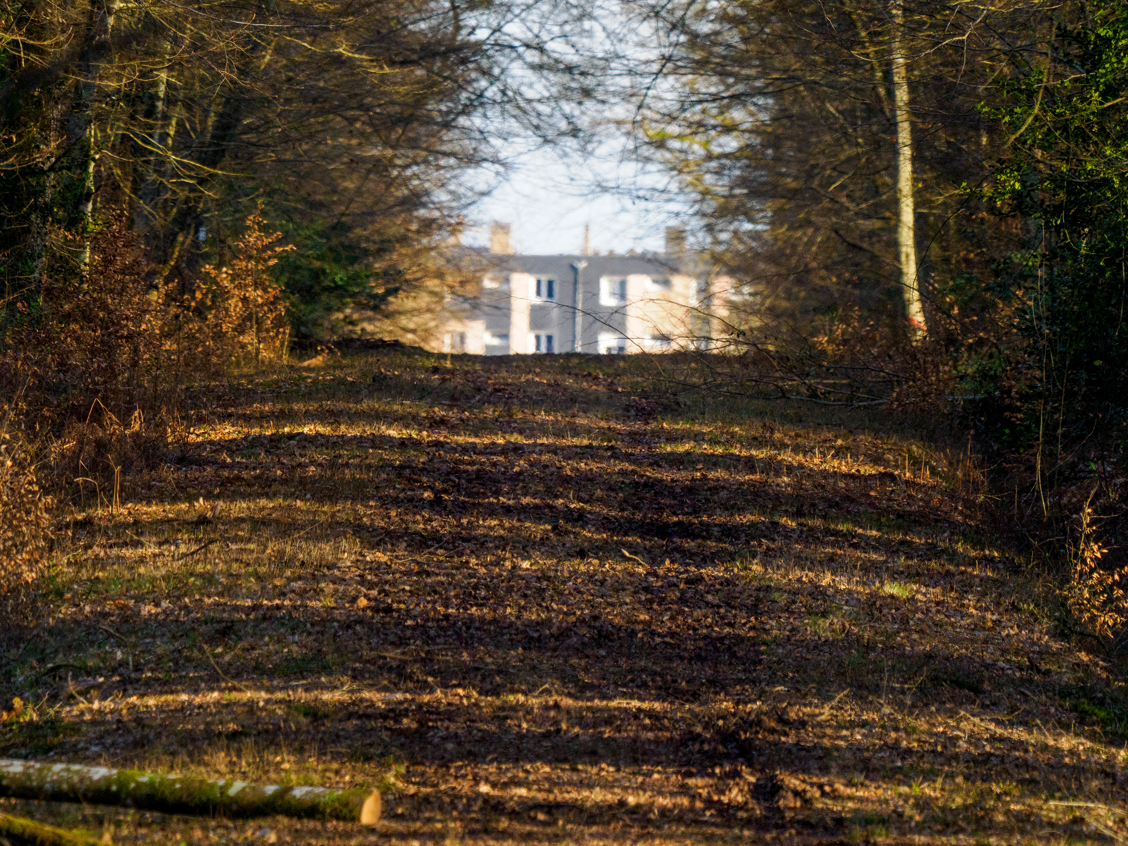 ville et forêt