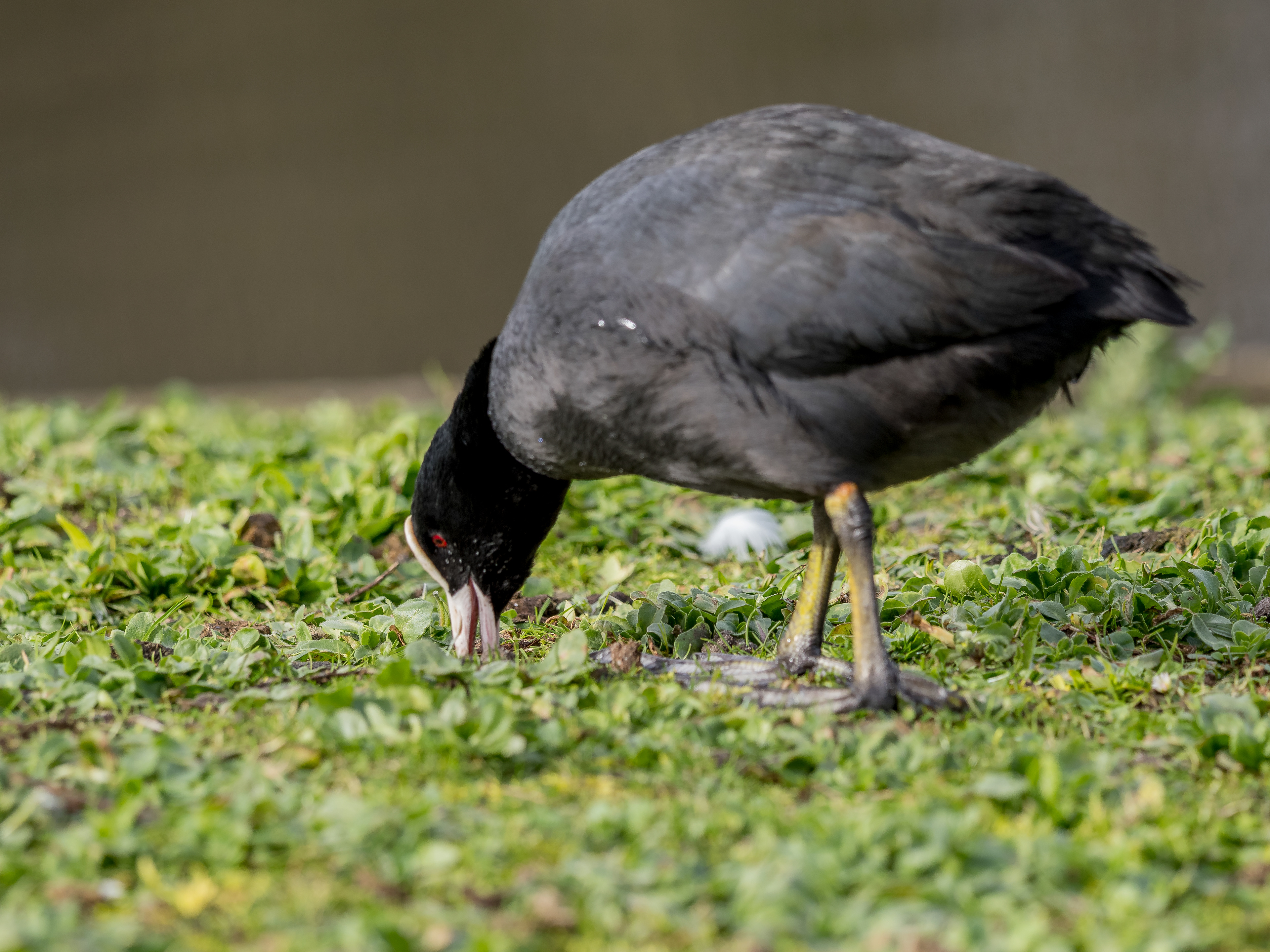 poule d'eau