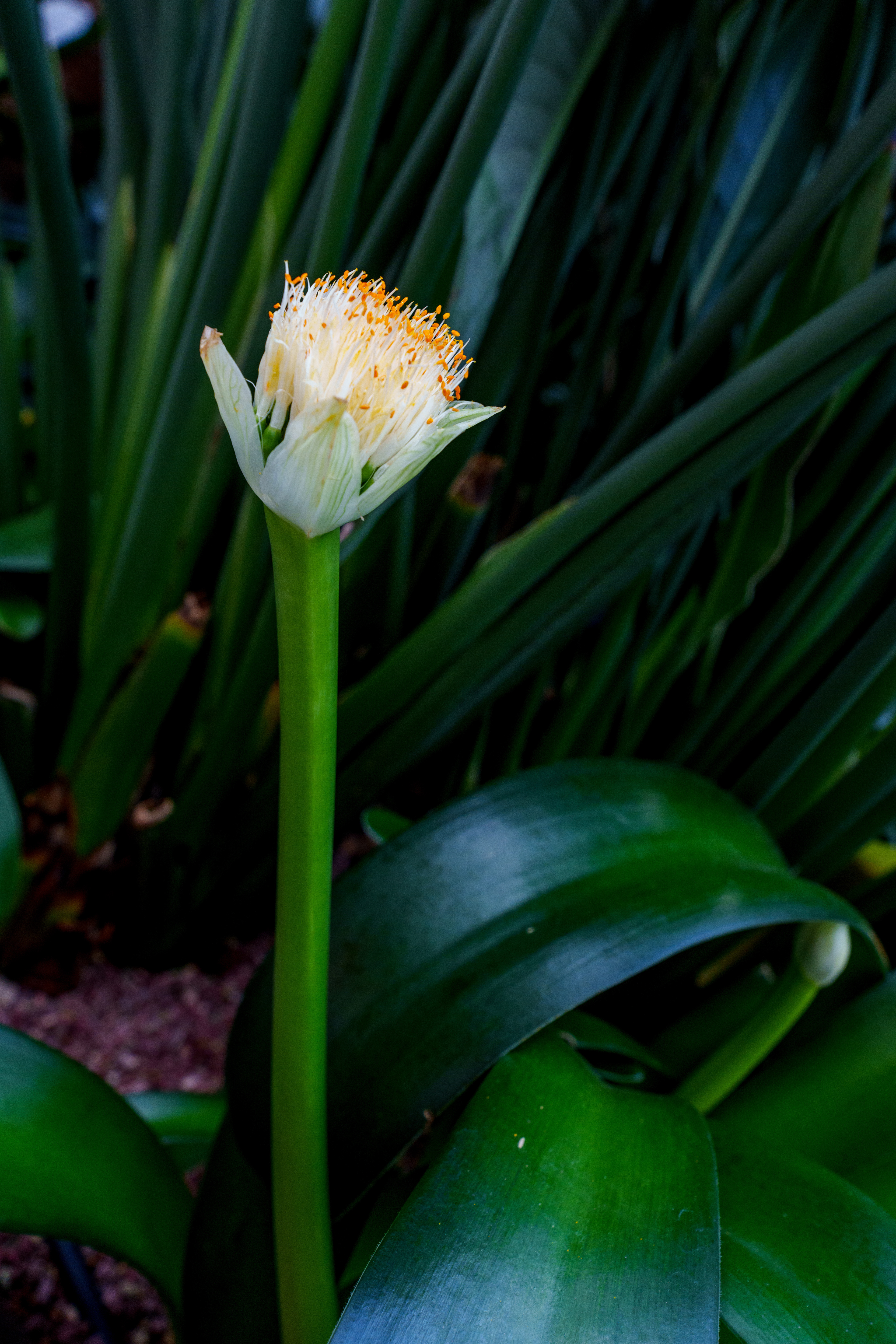 Flower Dome