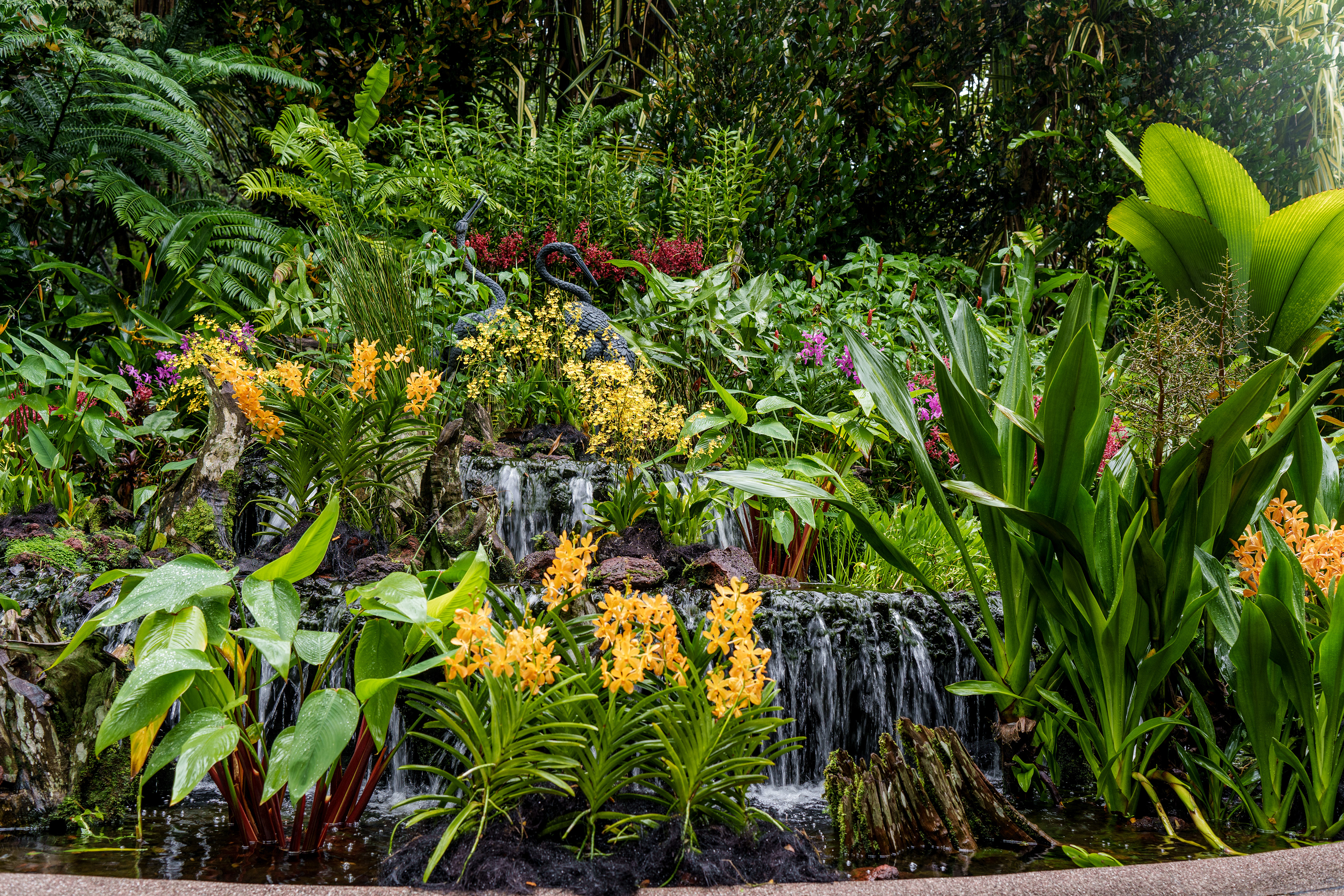 jardin des orchidées
