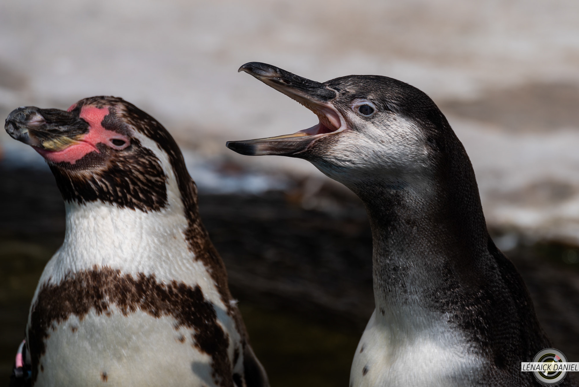 pingouins