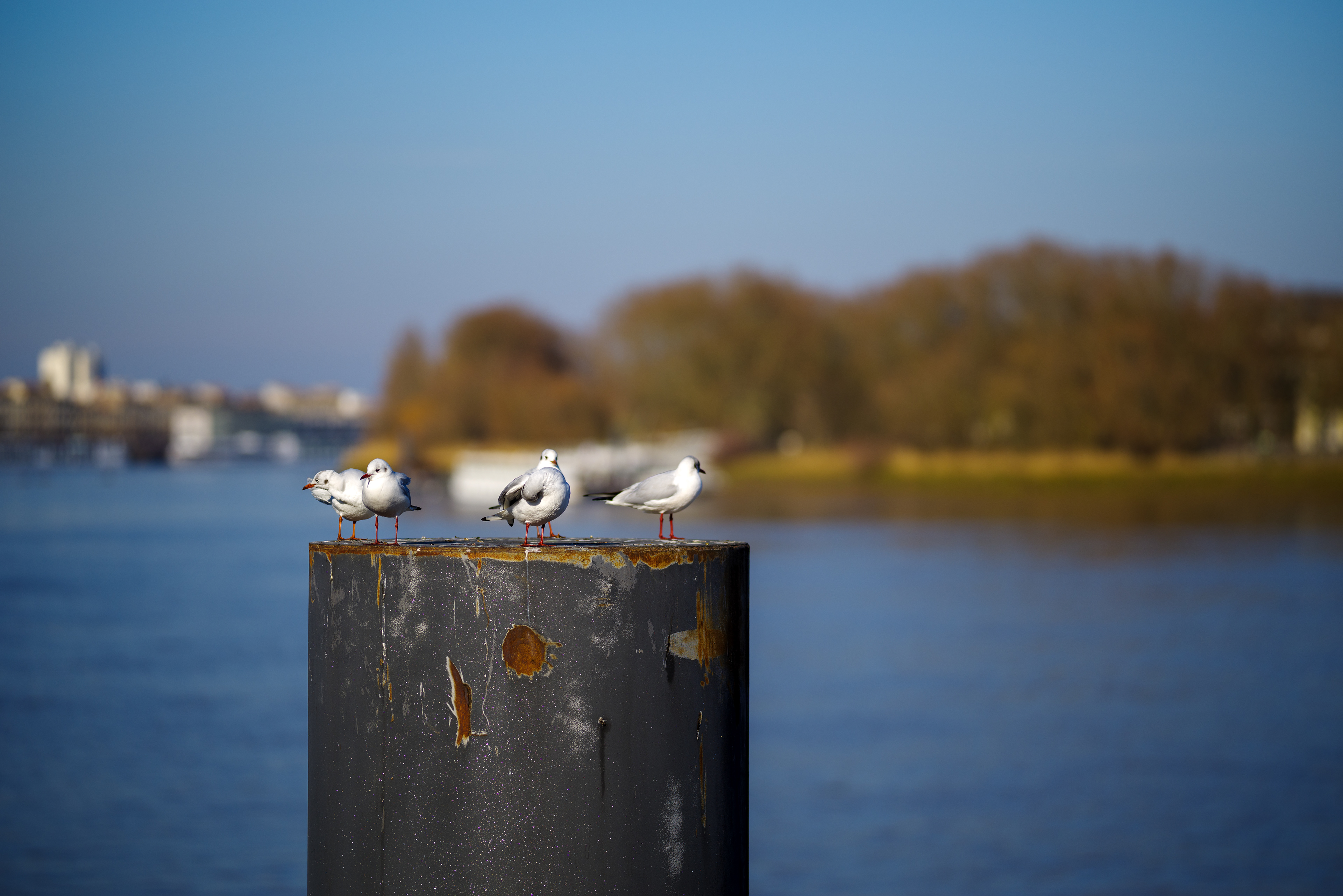 mouettes sur la Gironde à Bordeaux