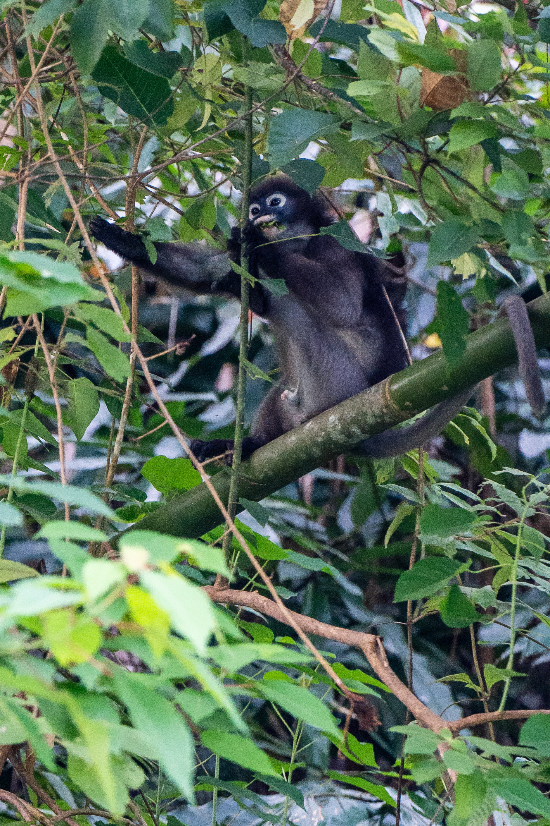 Langur à lunette