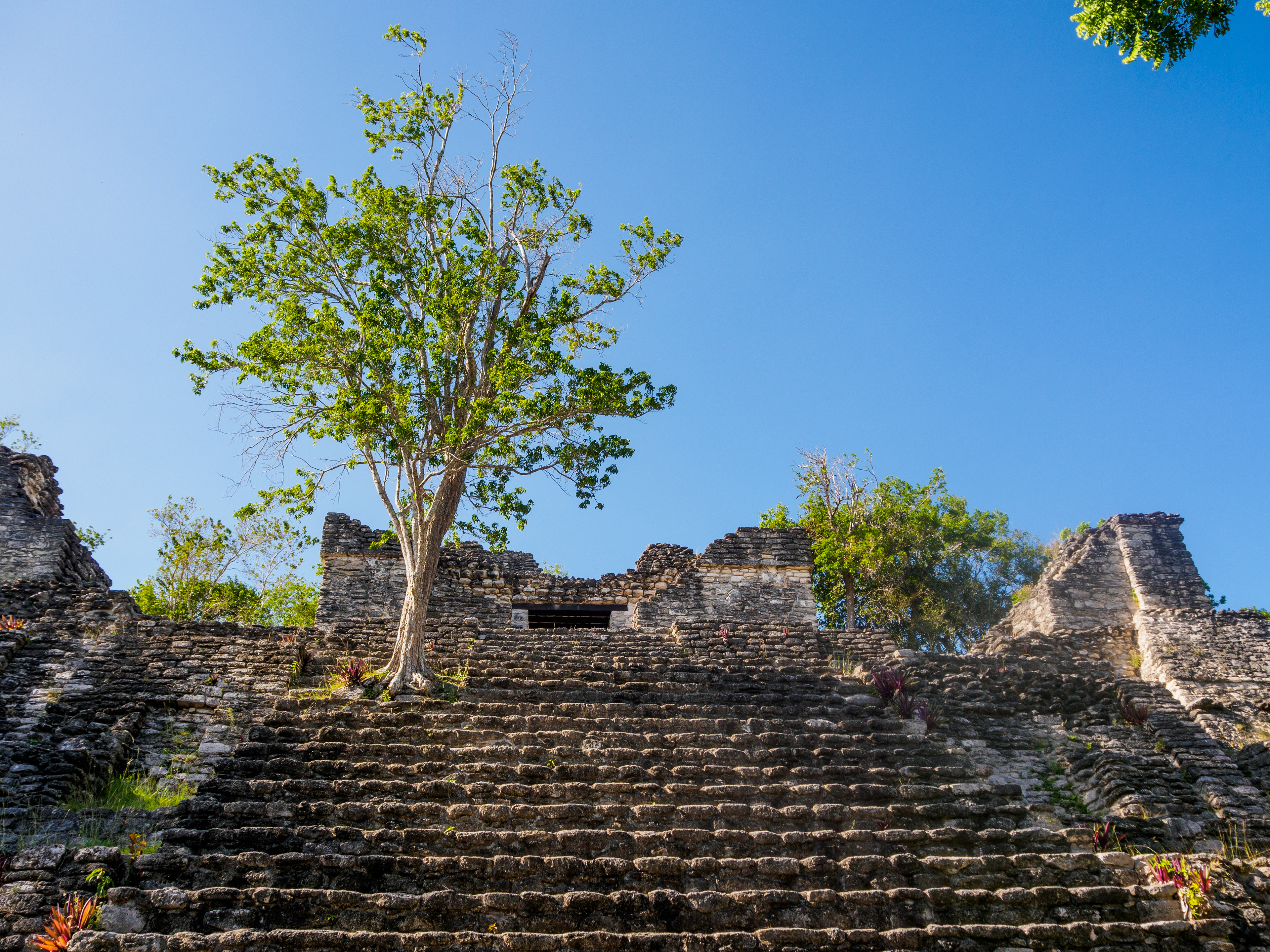 toujours aussi amoureux de ces arbres qui poussent suur les vieilles pierres