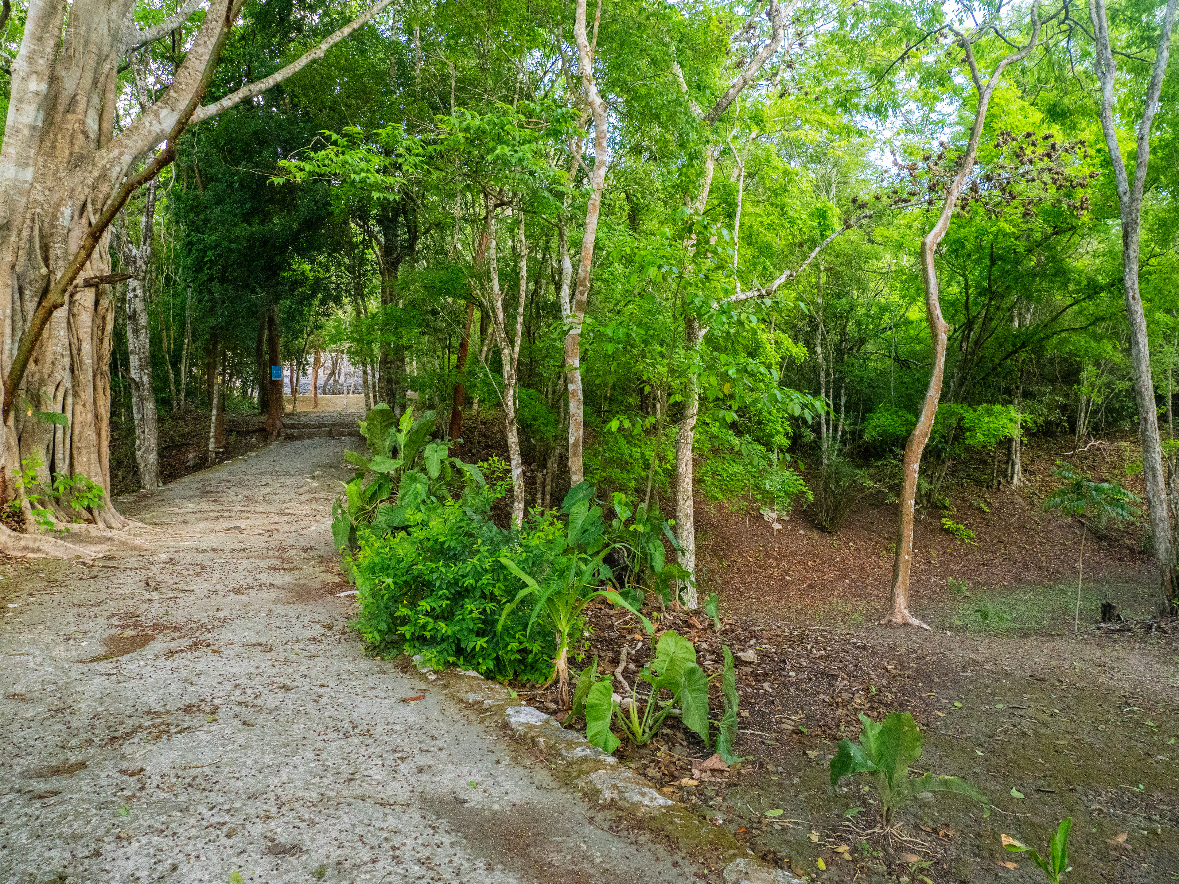 Les douves de Becán, peu communes dans les cités maya