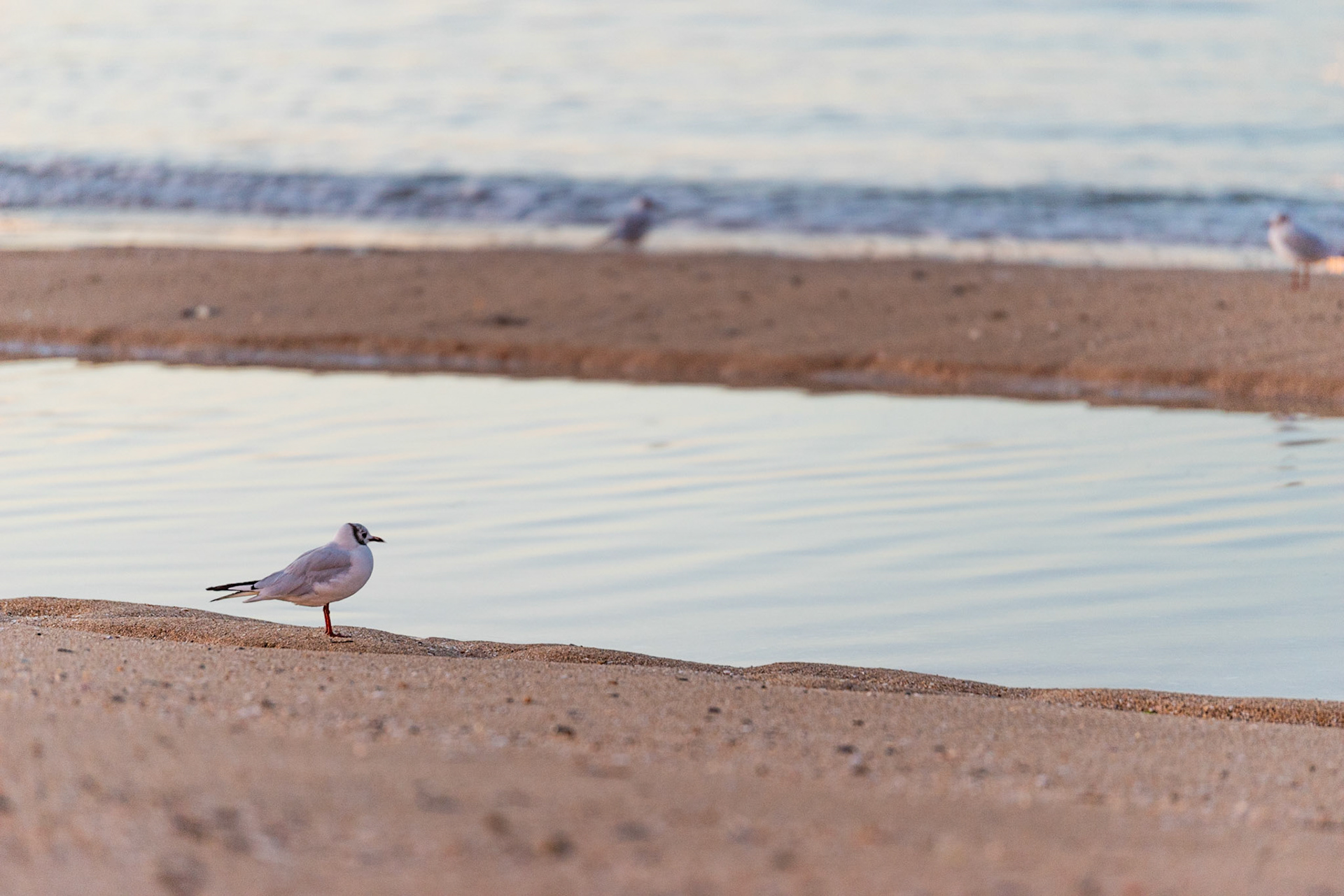 Mer descendante sur la grande plage