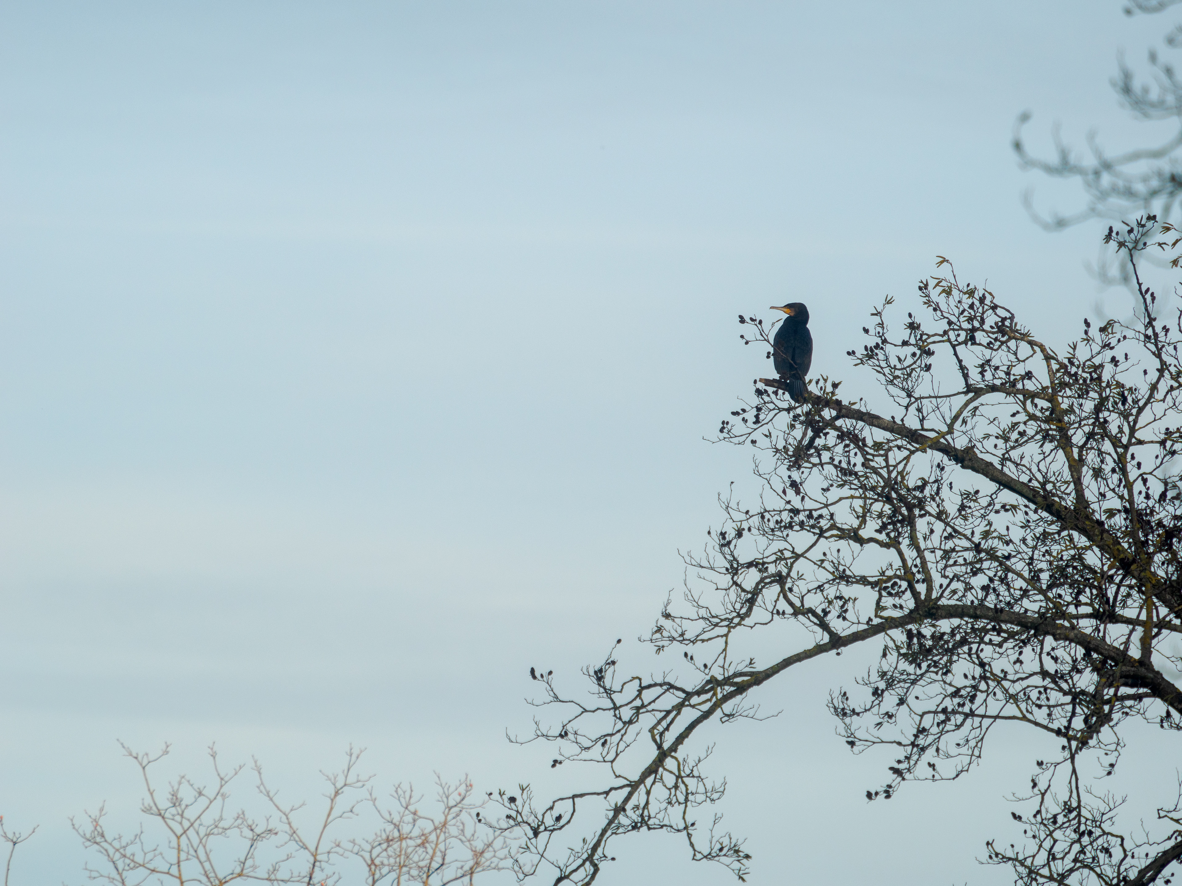 cormoran