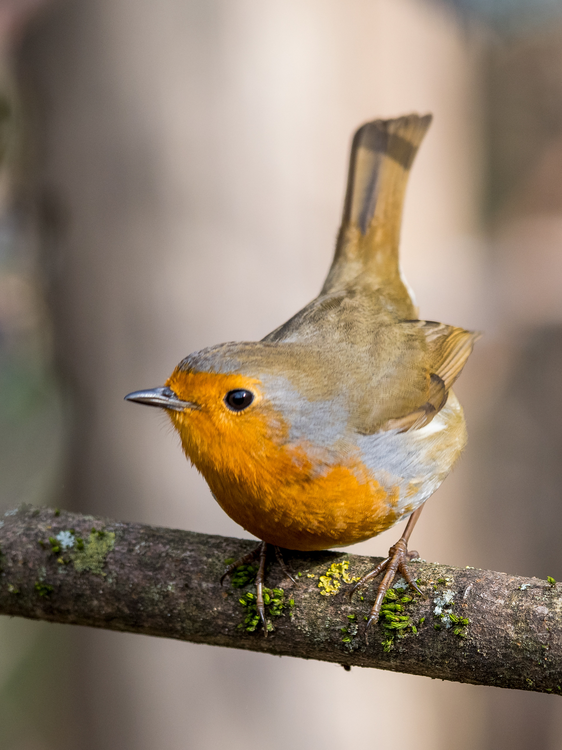 Rouge-Gorge