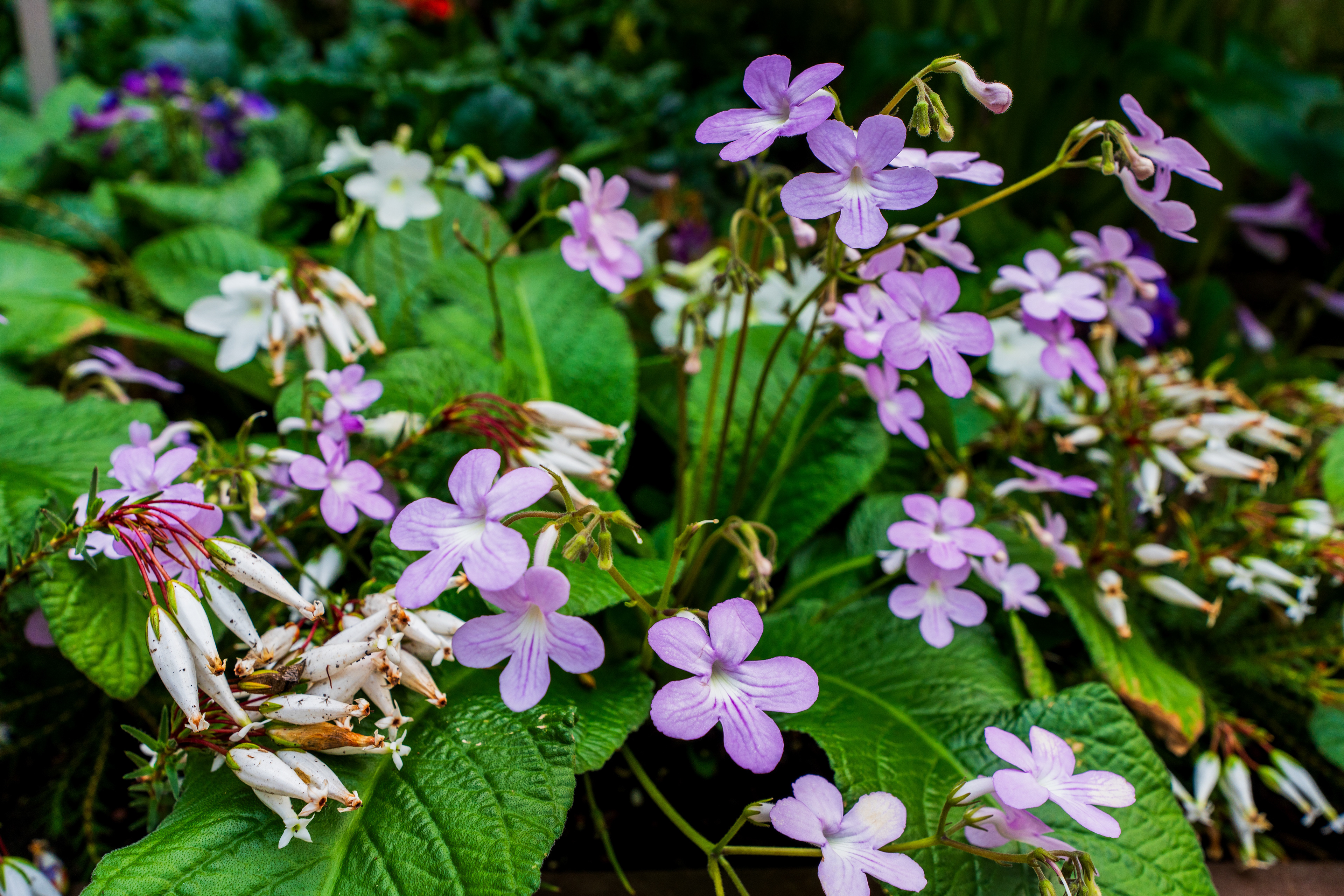 Flower Dome