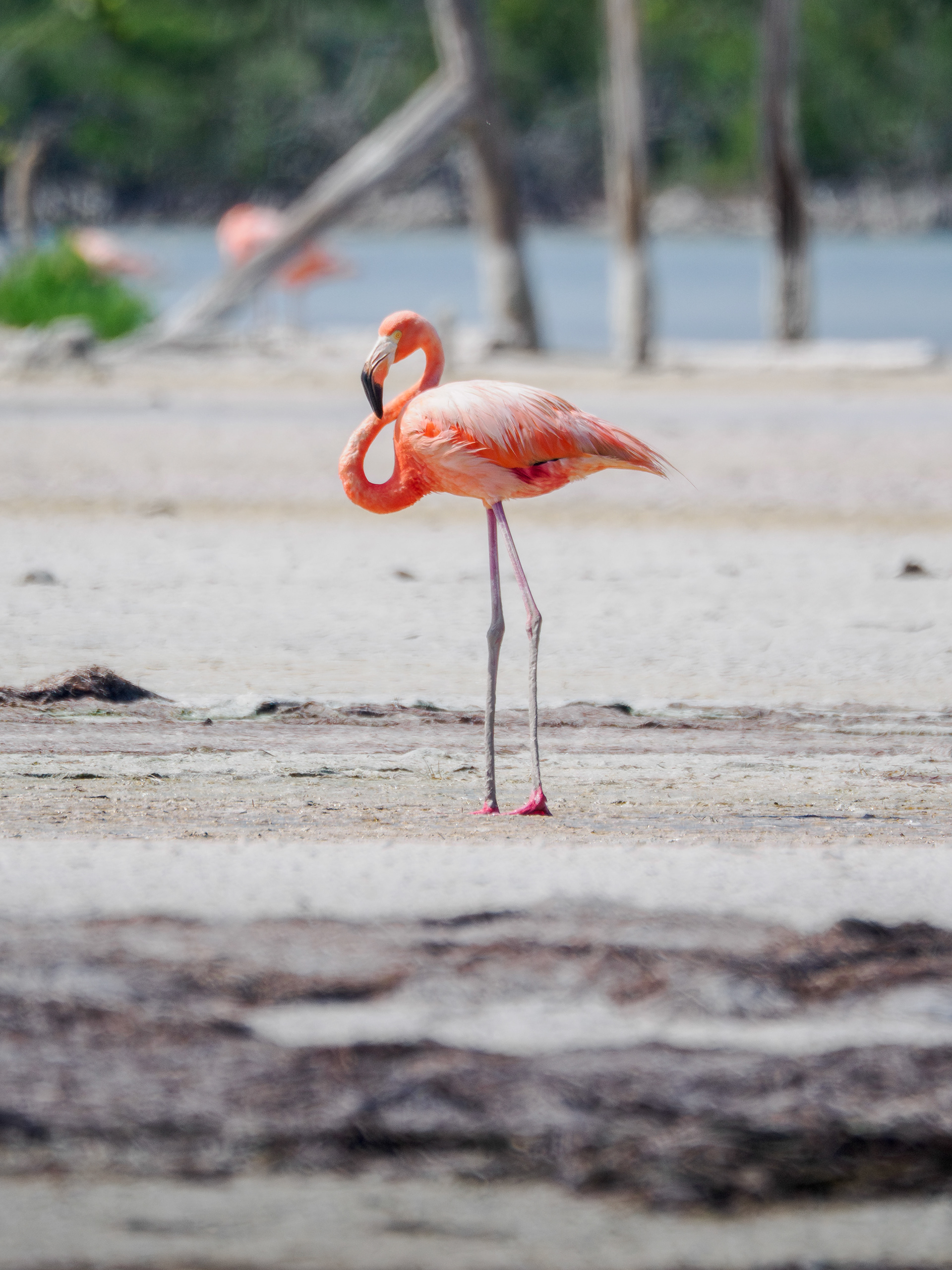 flamand rose