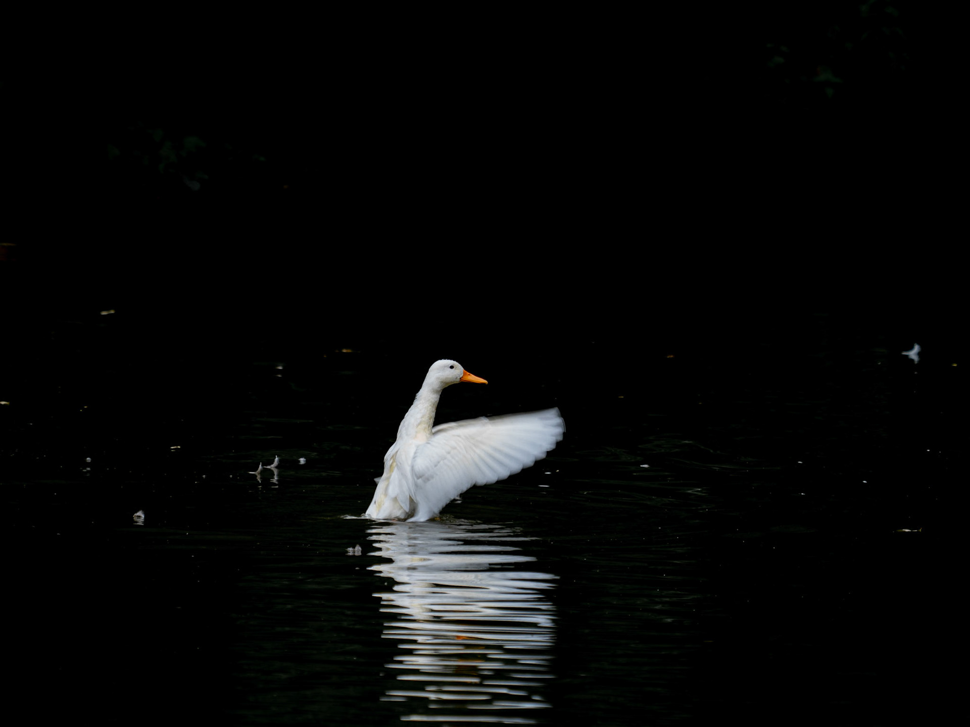 jeune cygne