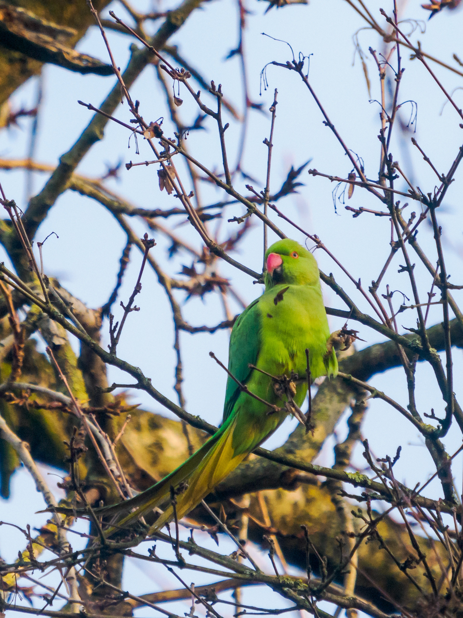 perruche au bois de Vincennes