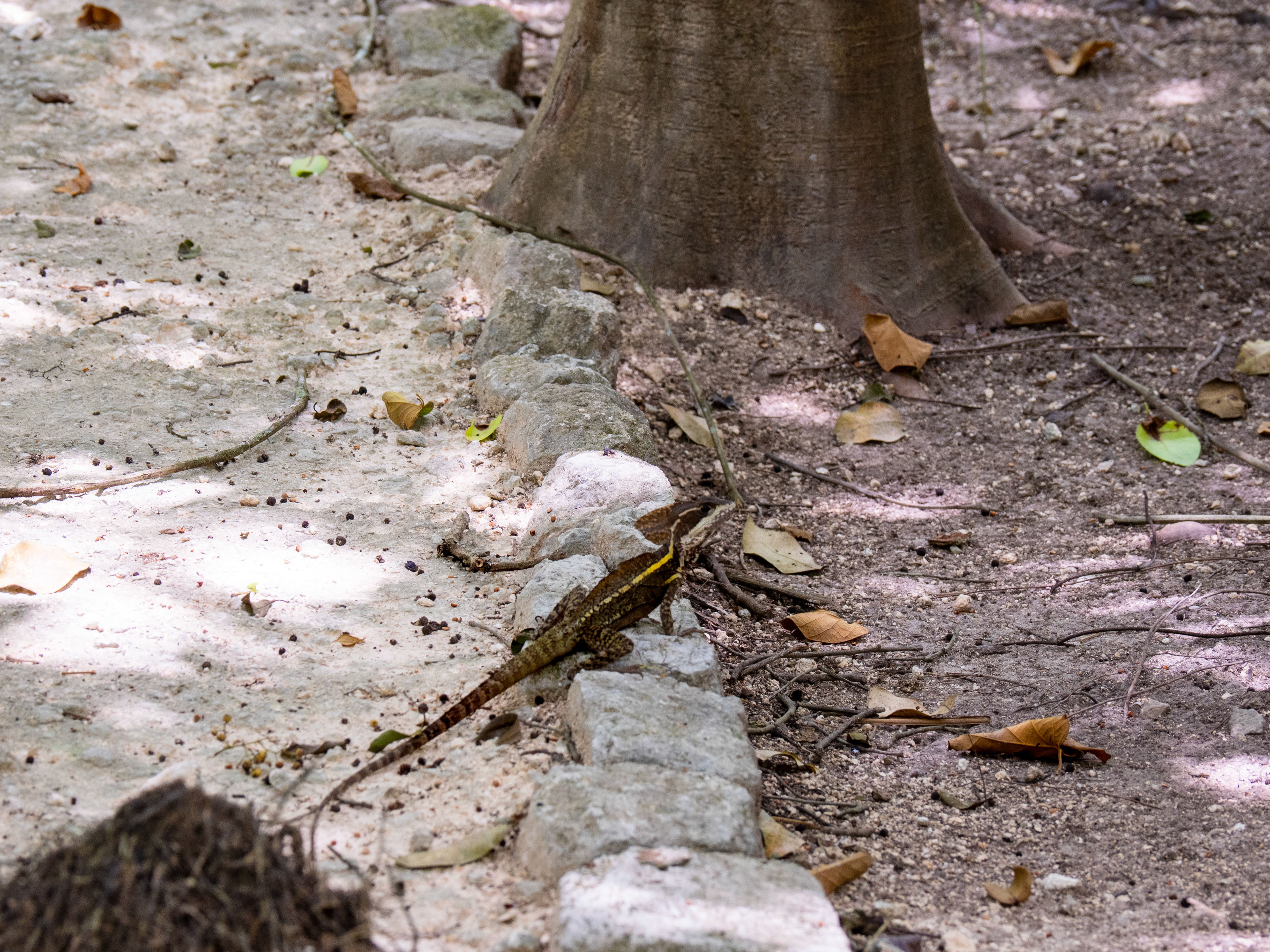 cliché capturé avec que cette chose ne fuie sur 2 pattes,, comme un mini T-rex 