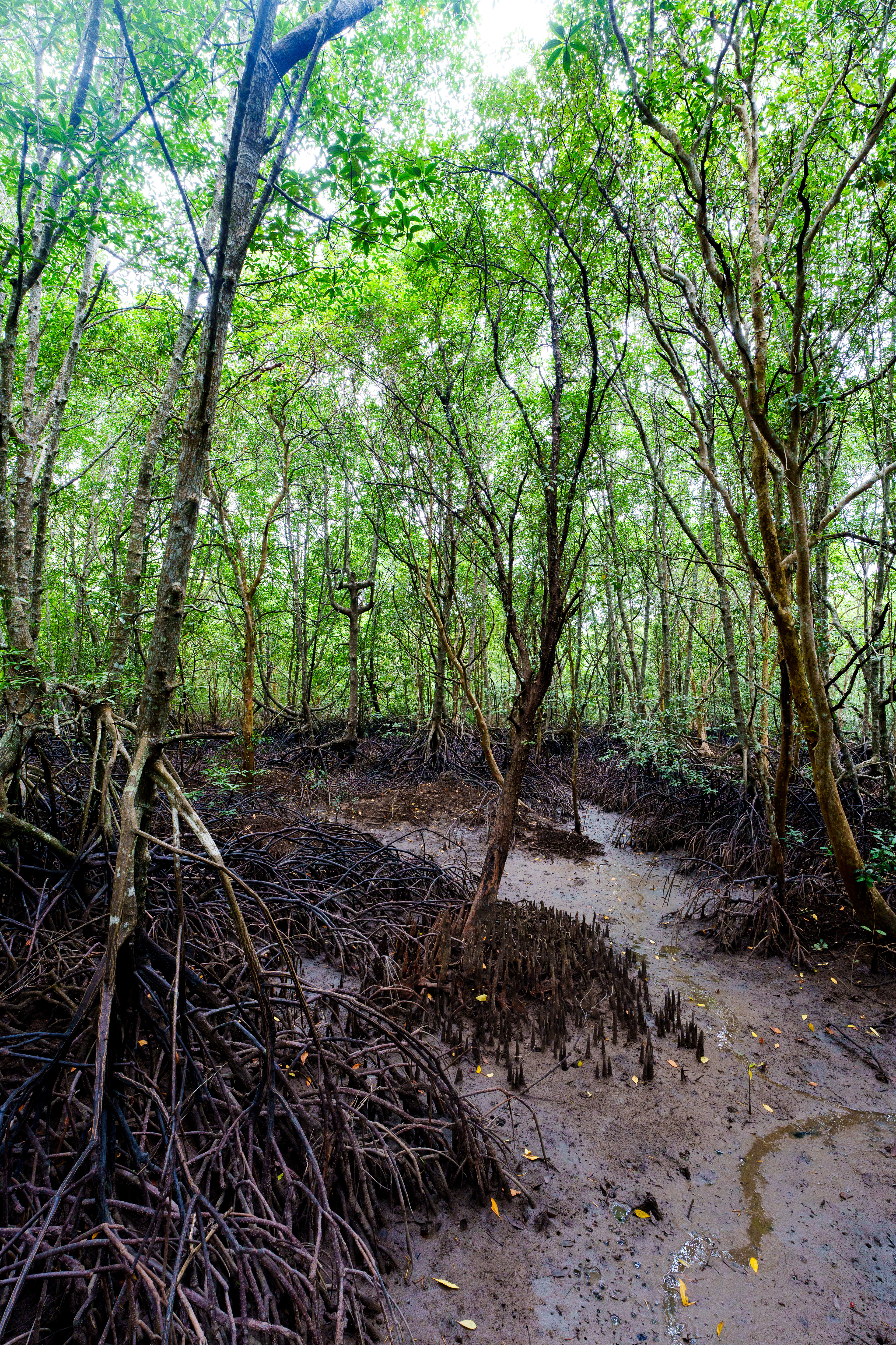 Ballade dans la mangrove