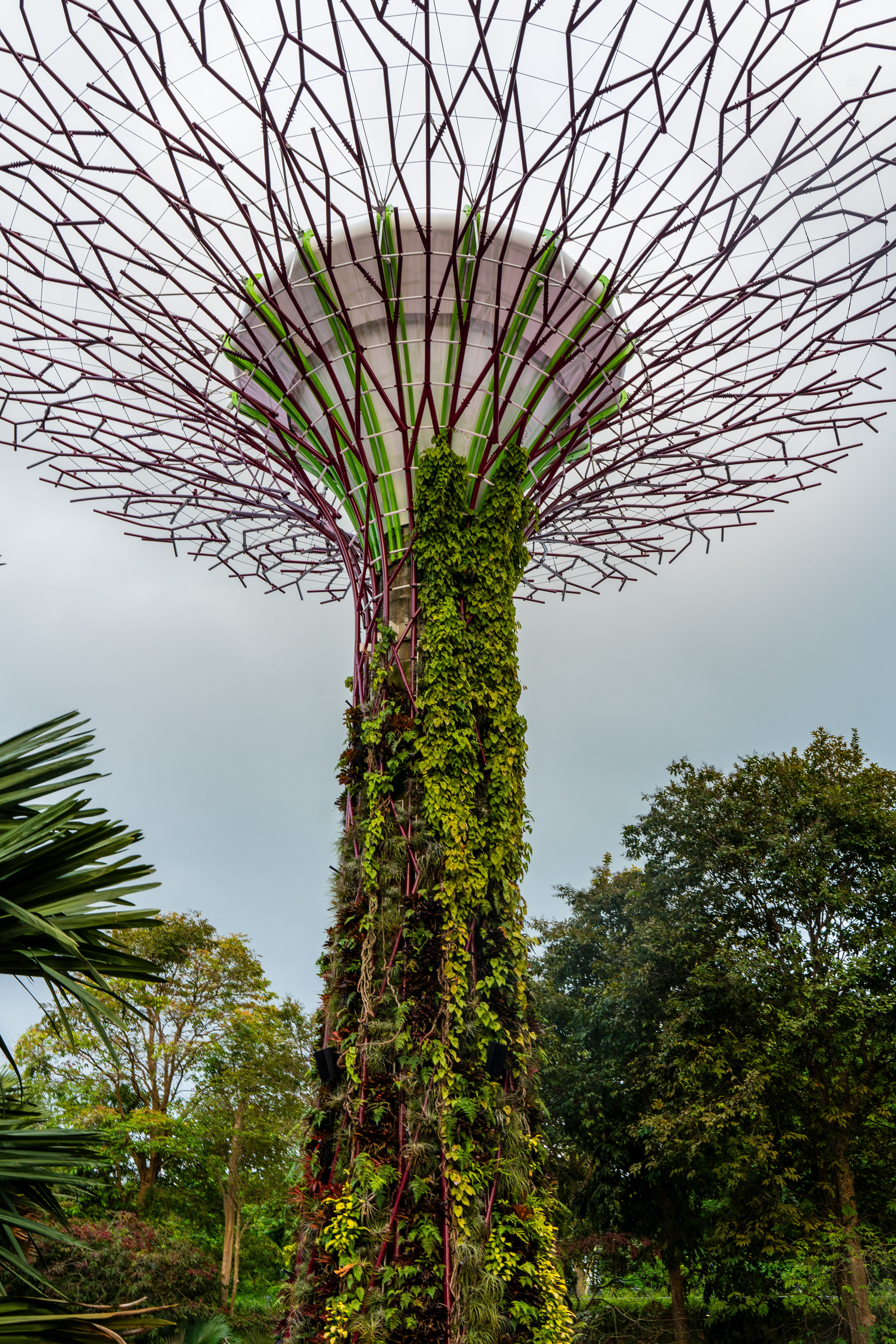 Supertree Grove