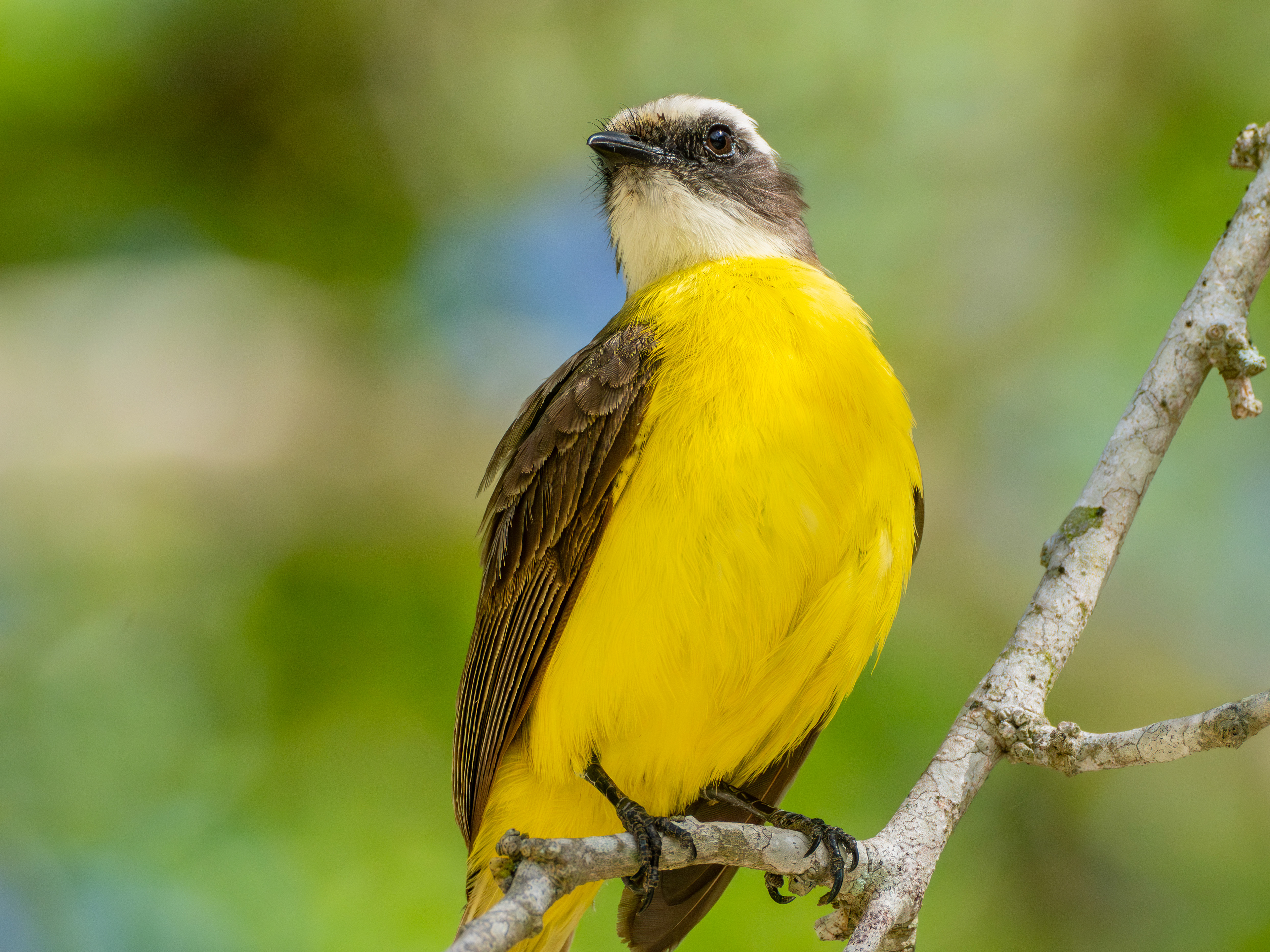 Les temples perdus dans la jungle sont ceux des meilleurs rencontres