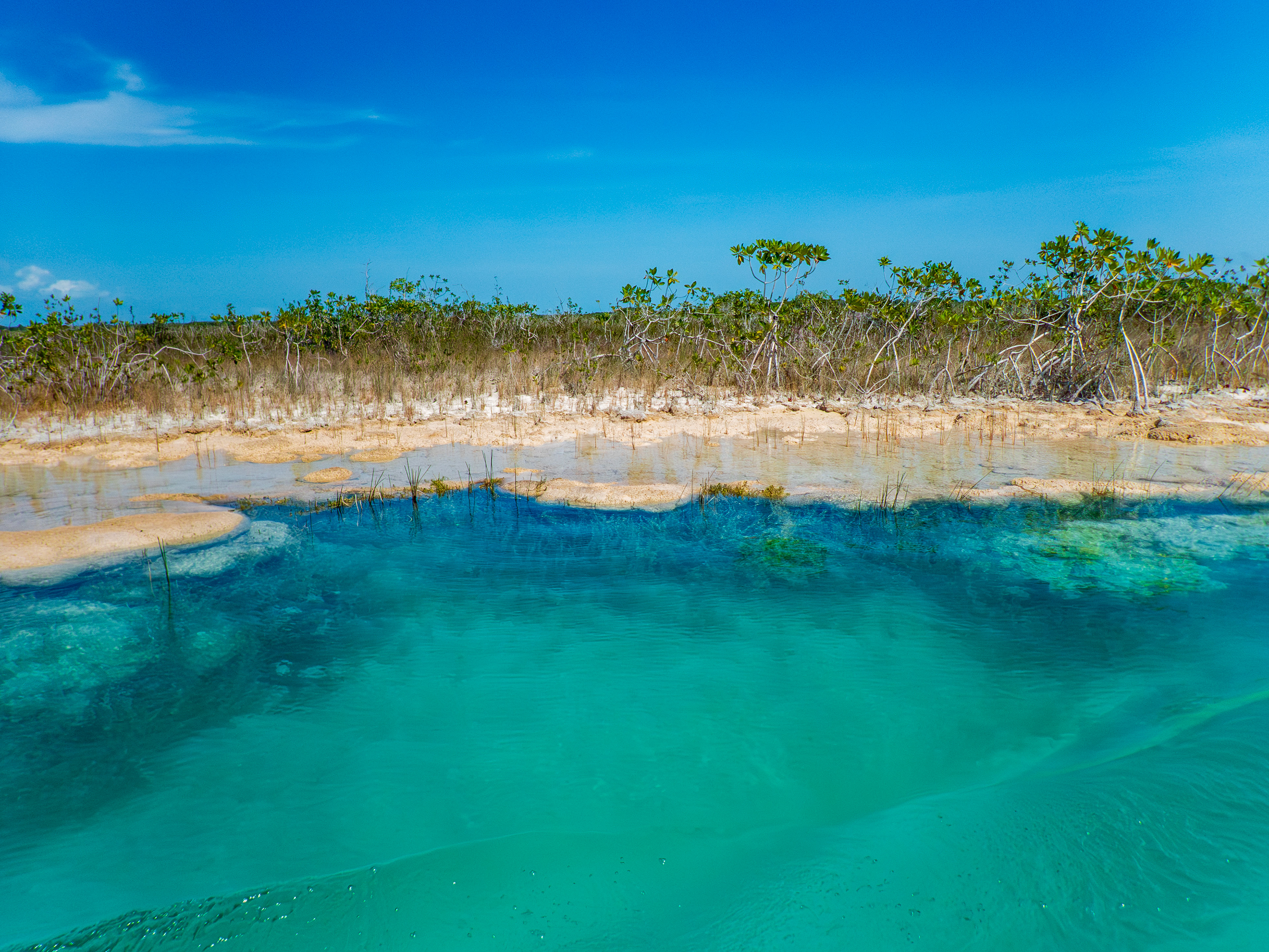 mangrove et stromatolites