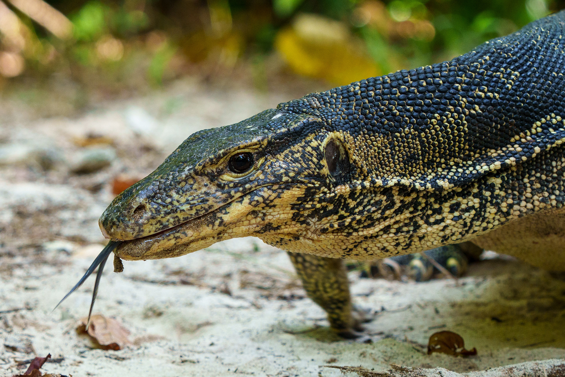 Un varan pas farouche entre la plage et la forêt