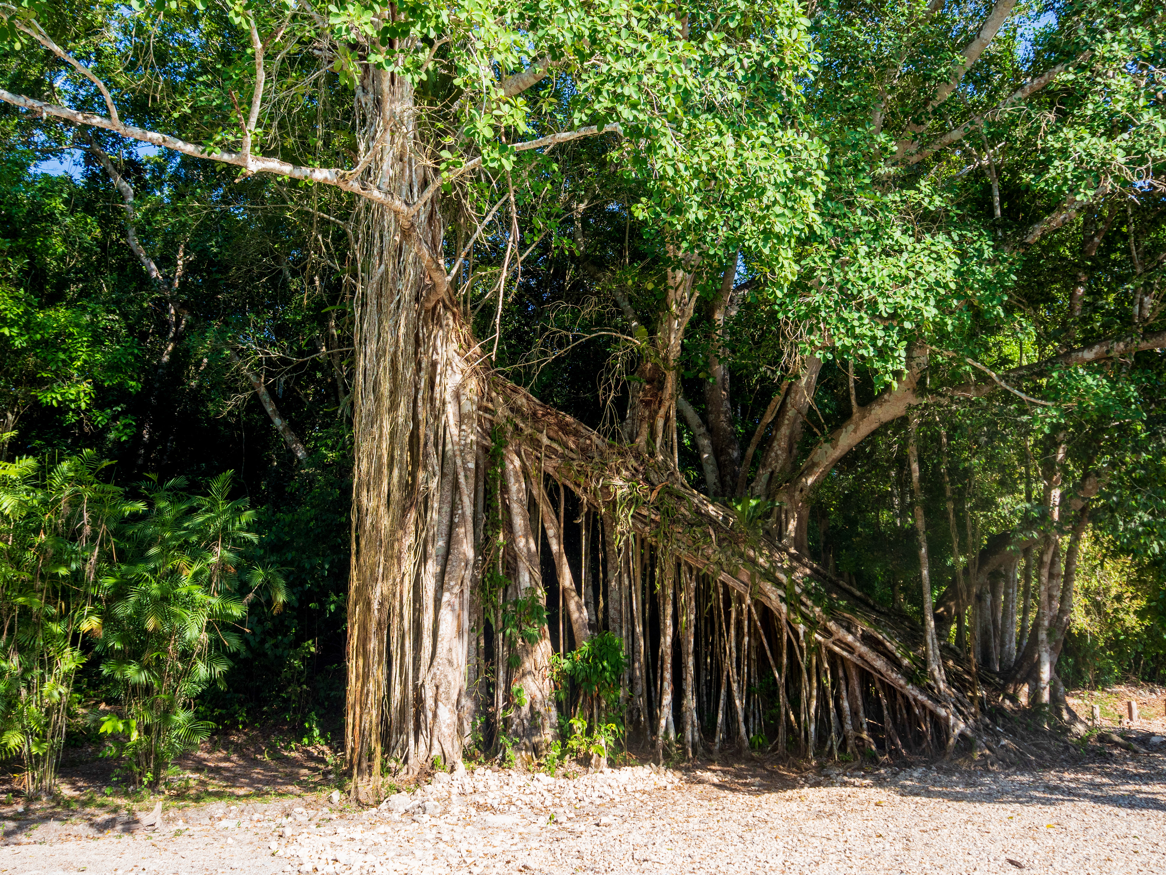 un arbre original à l'entrée du site
