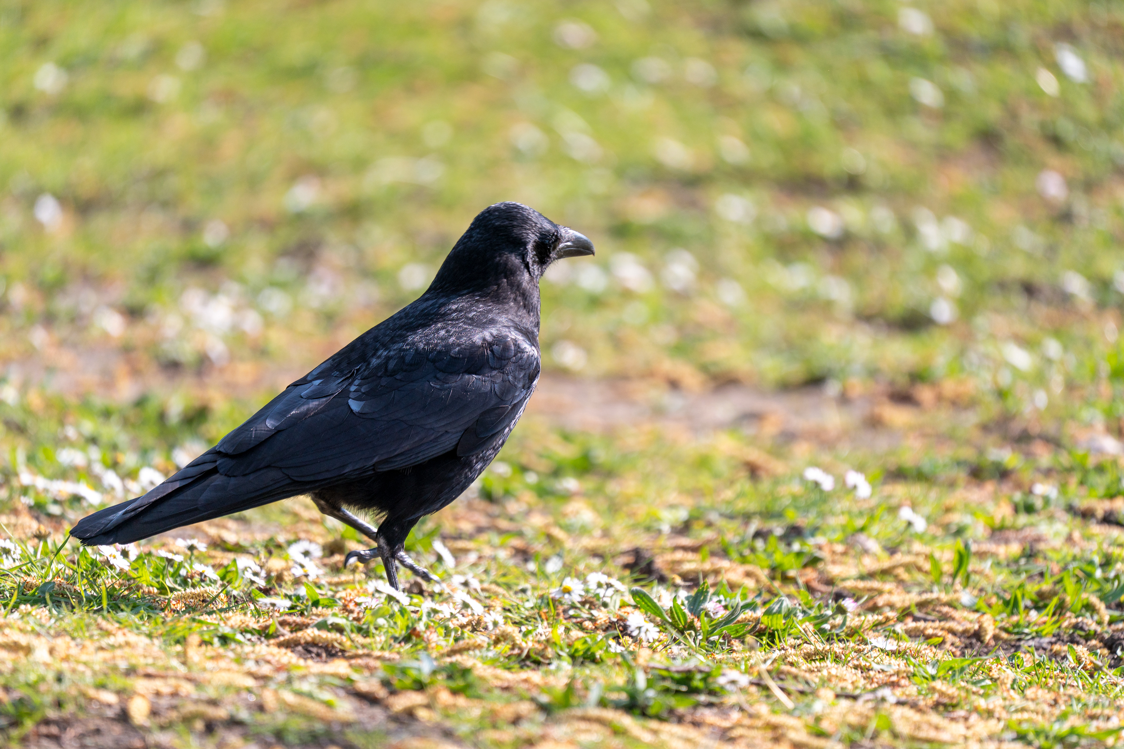 corbeau
