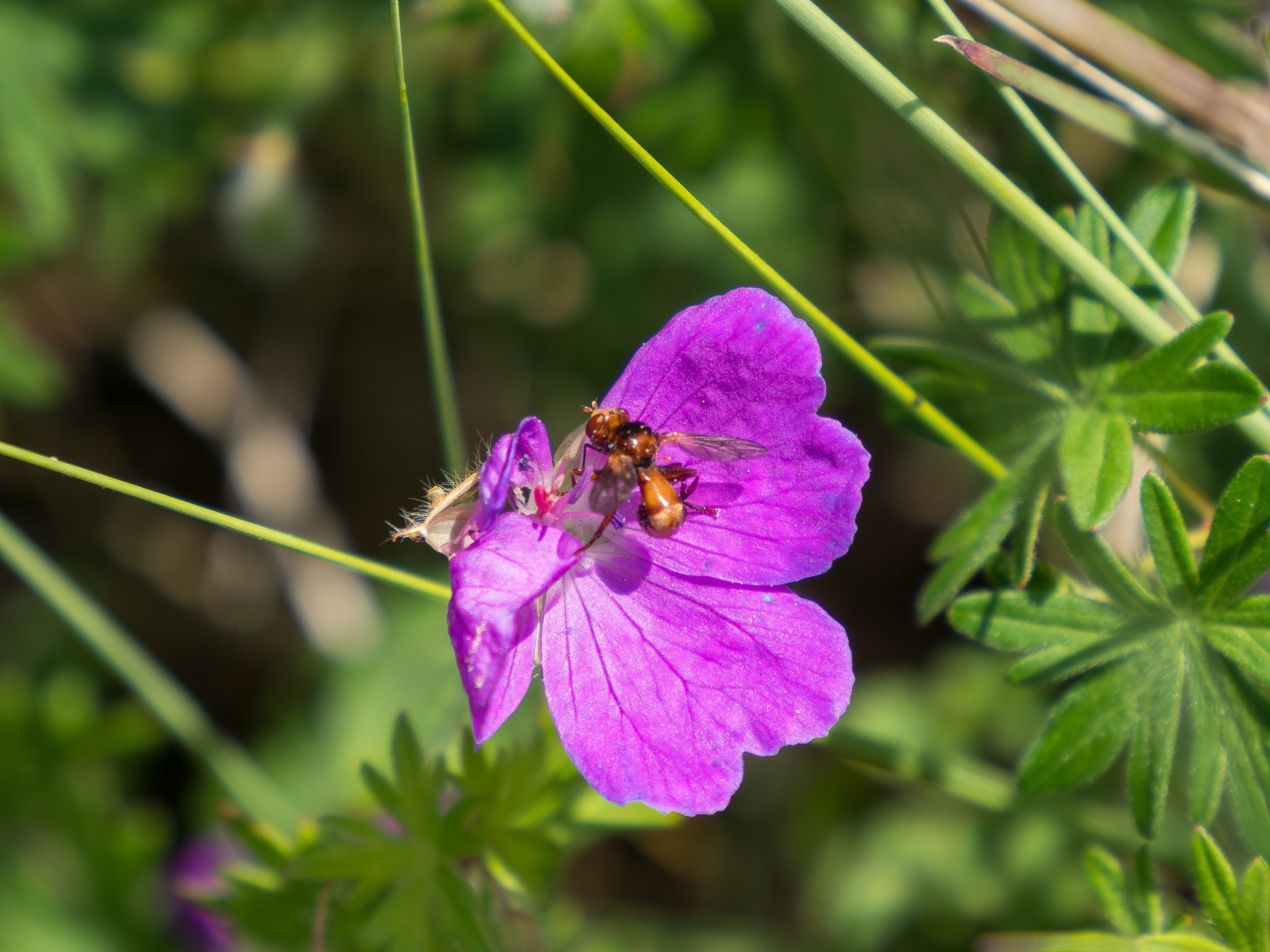 fleur et insecte