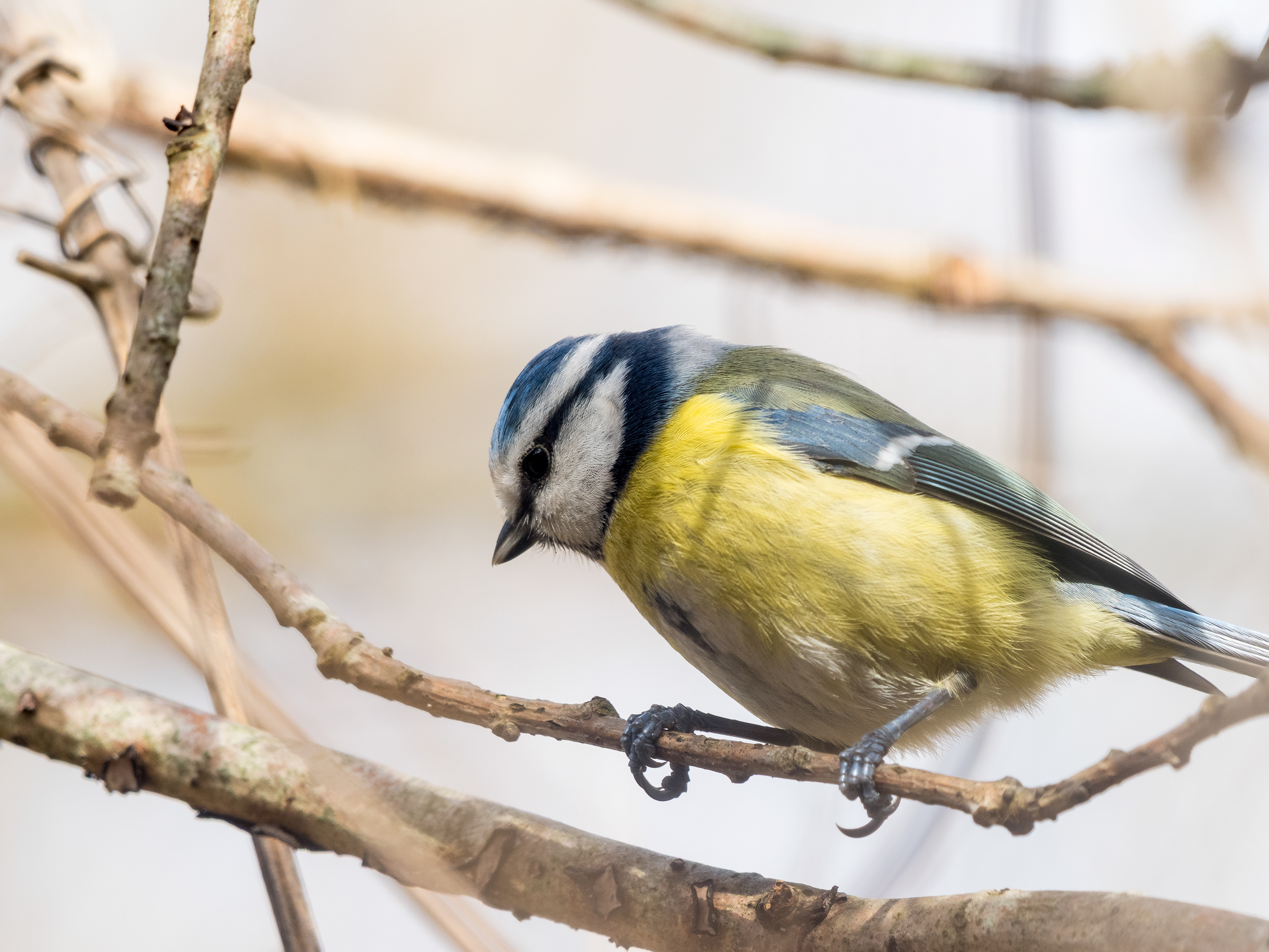 Mésange bleue