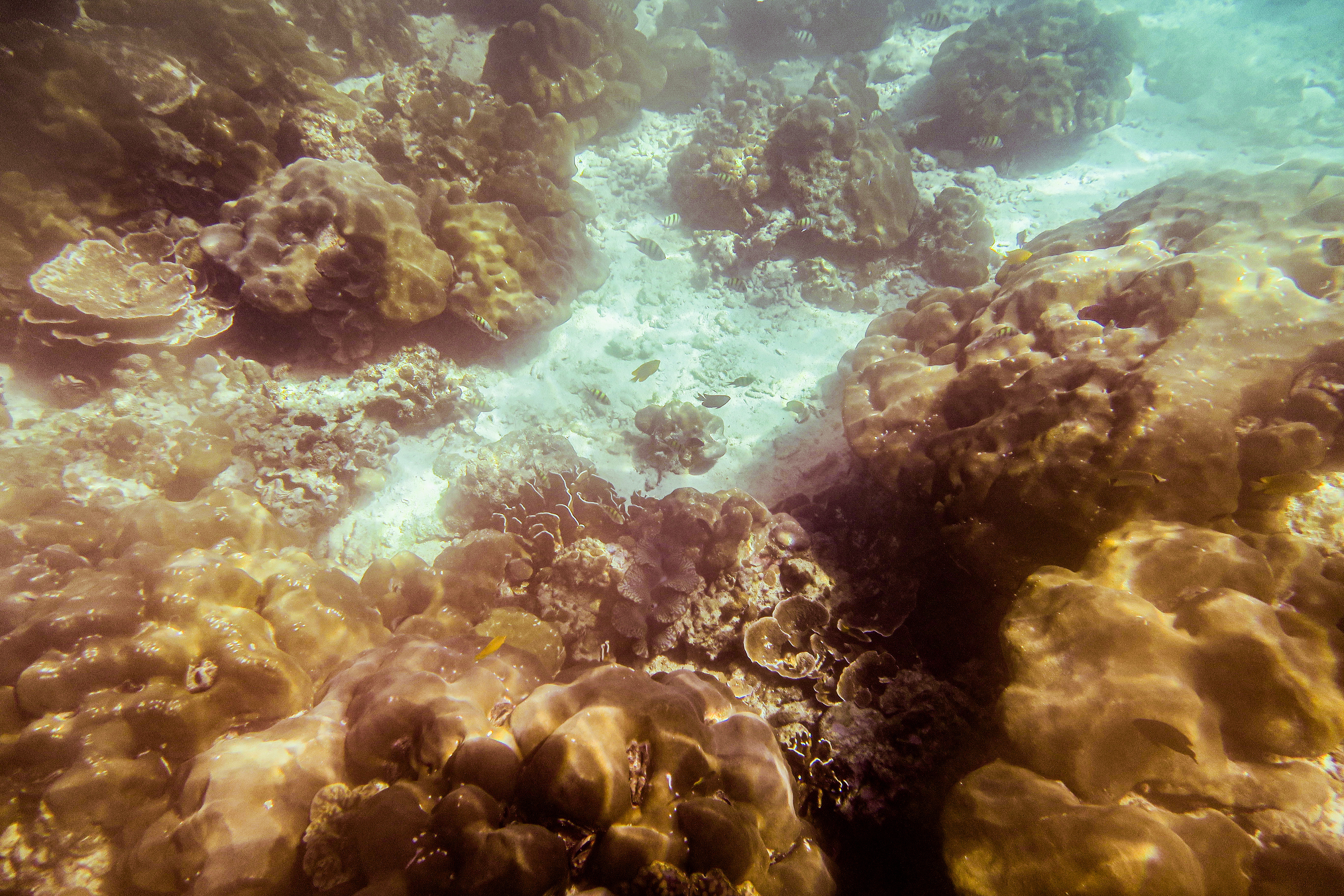 snorkeling
