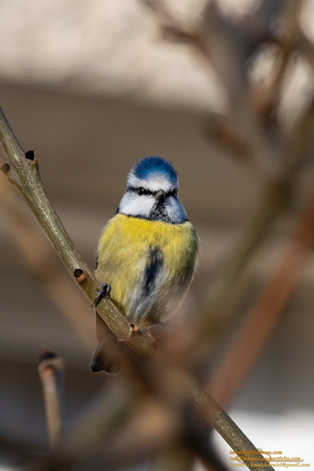 mésange à tête bleue
