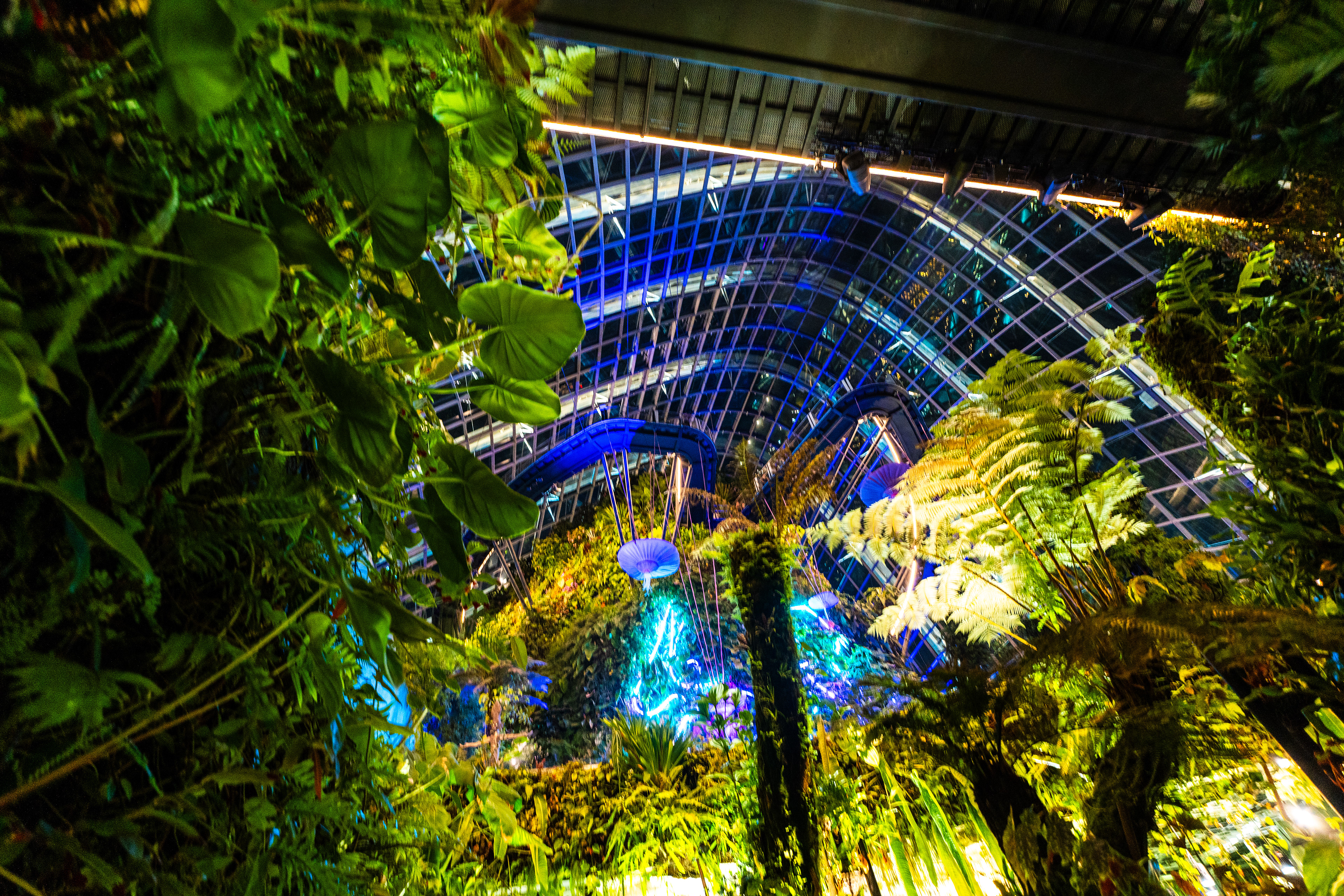 Cloud Forest