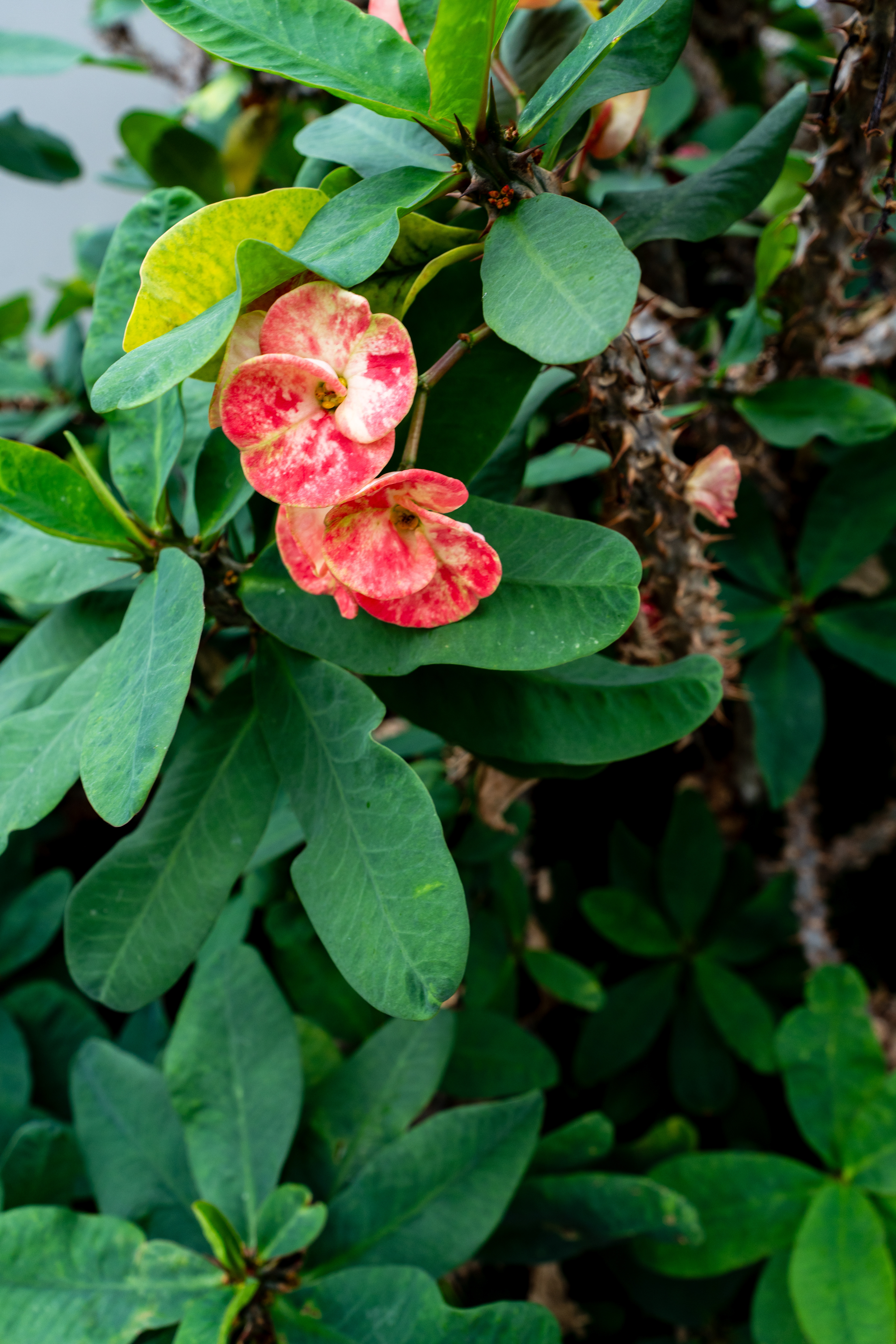 Flower Dome
