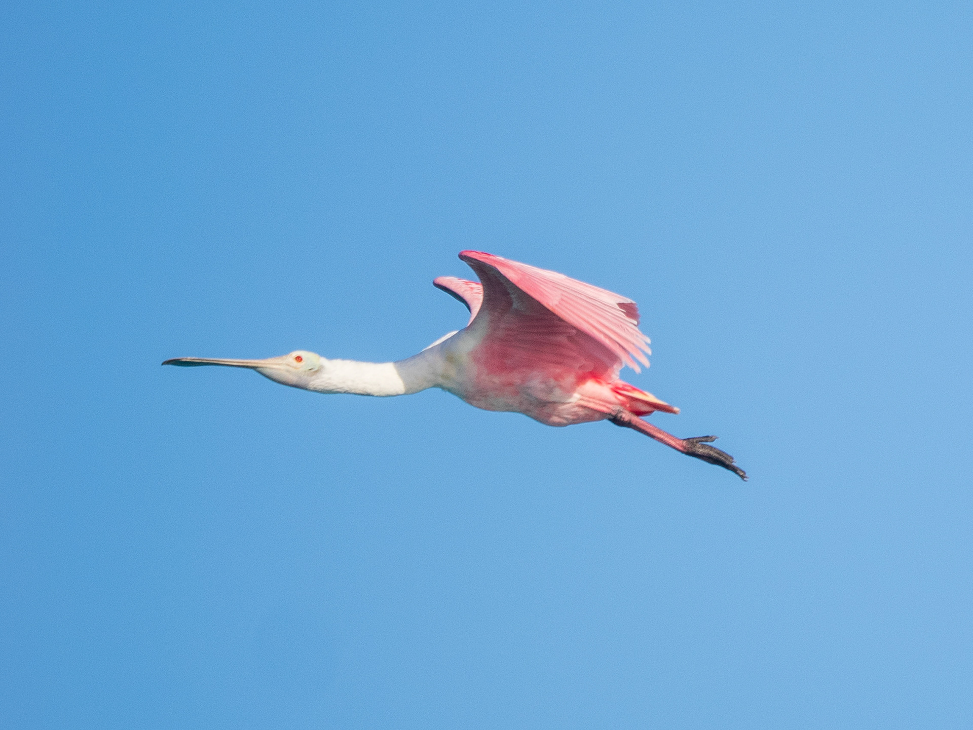retour vers l'île aux oiseaux