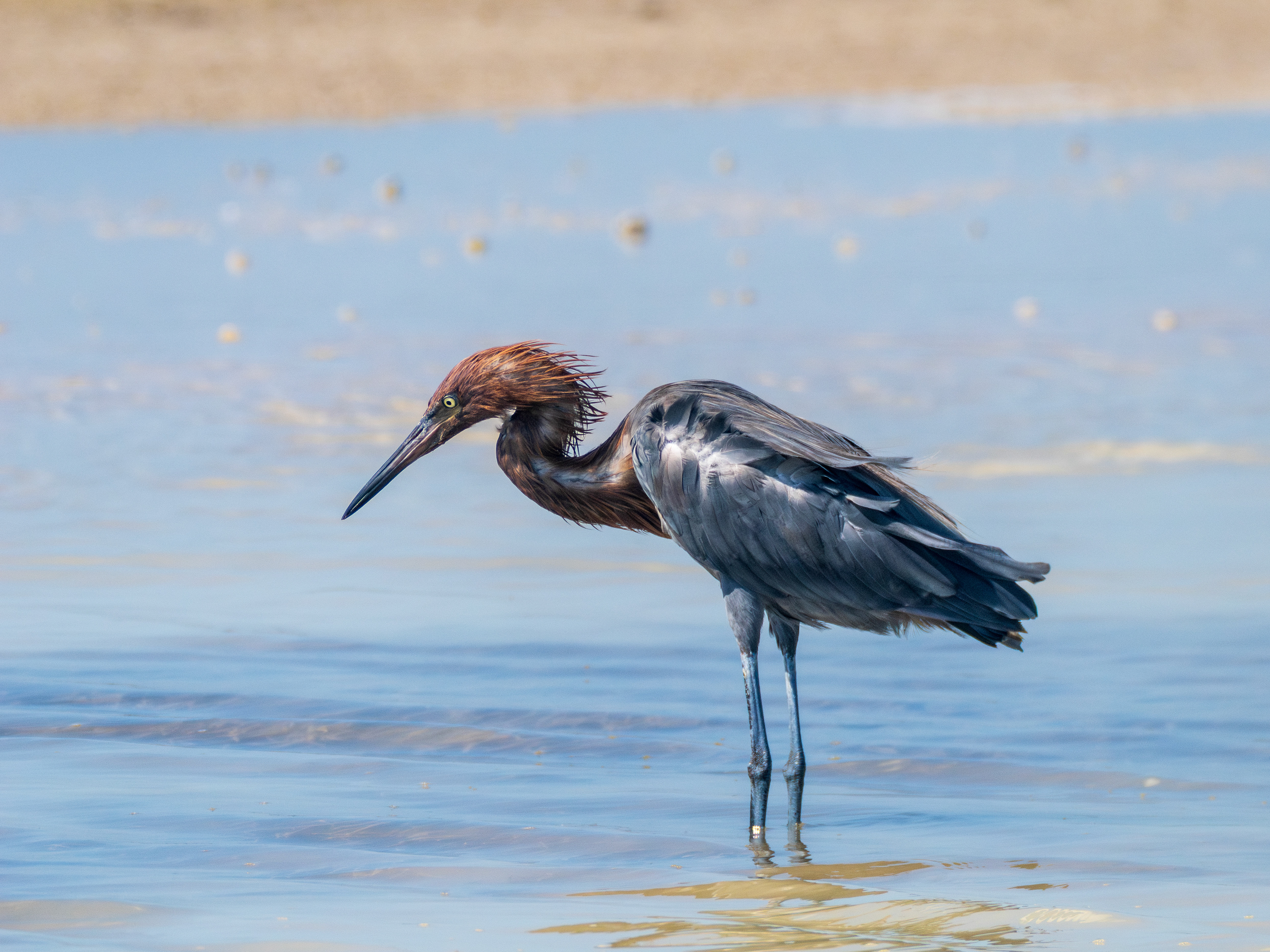 aigrette roussâtre