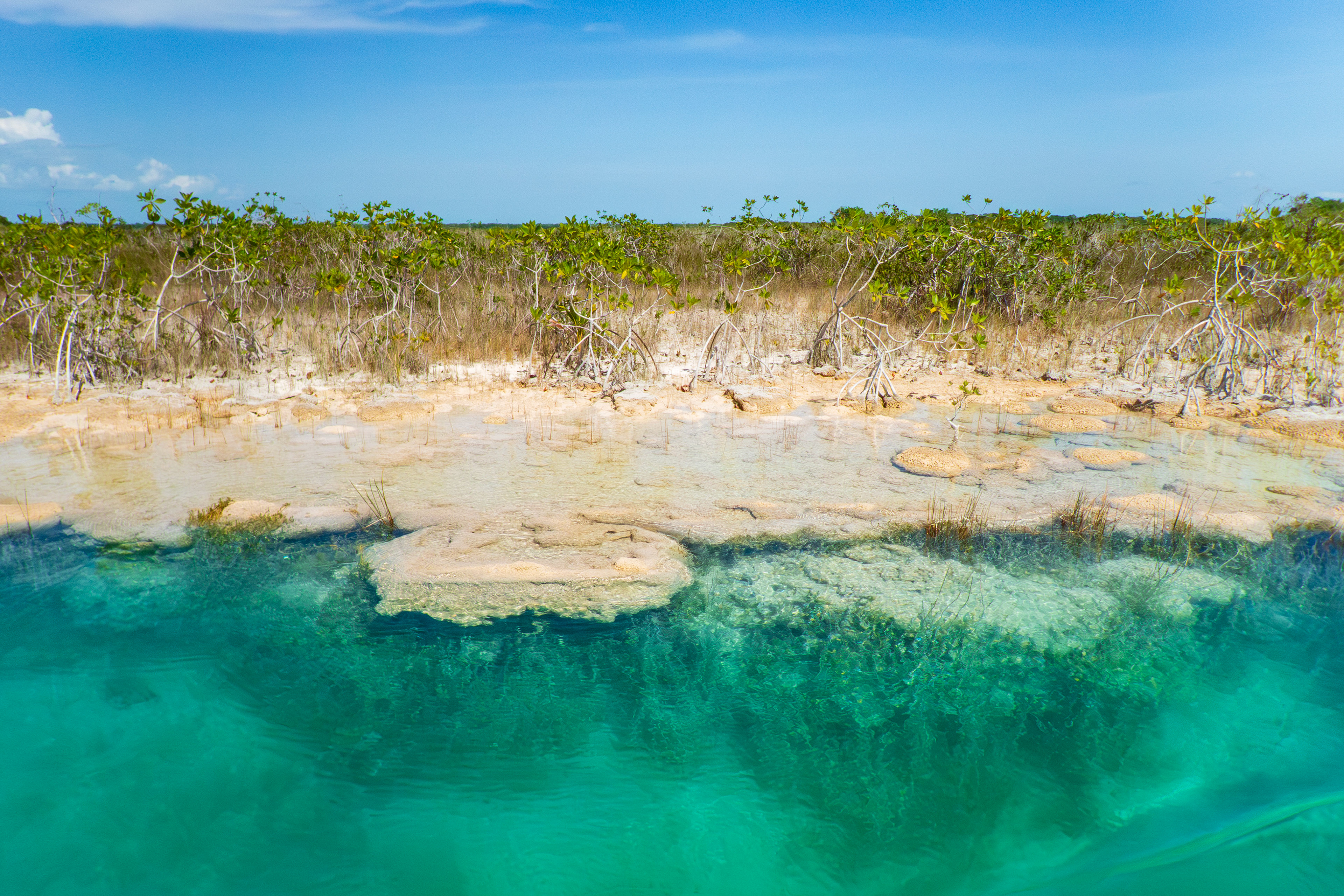mangrove et stromatolites