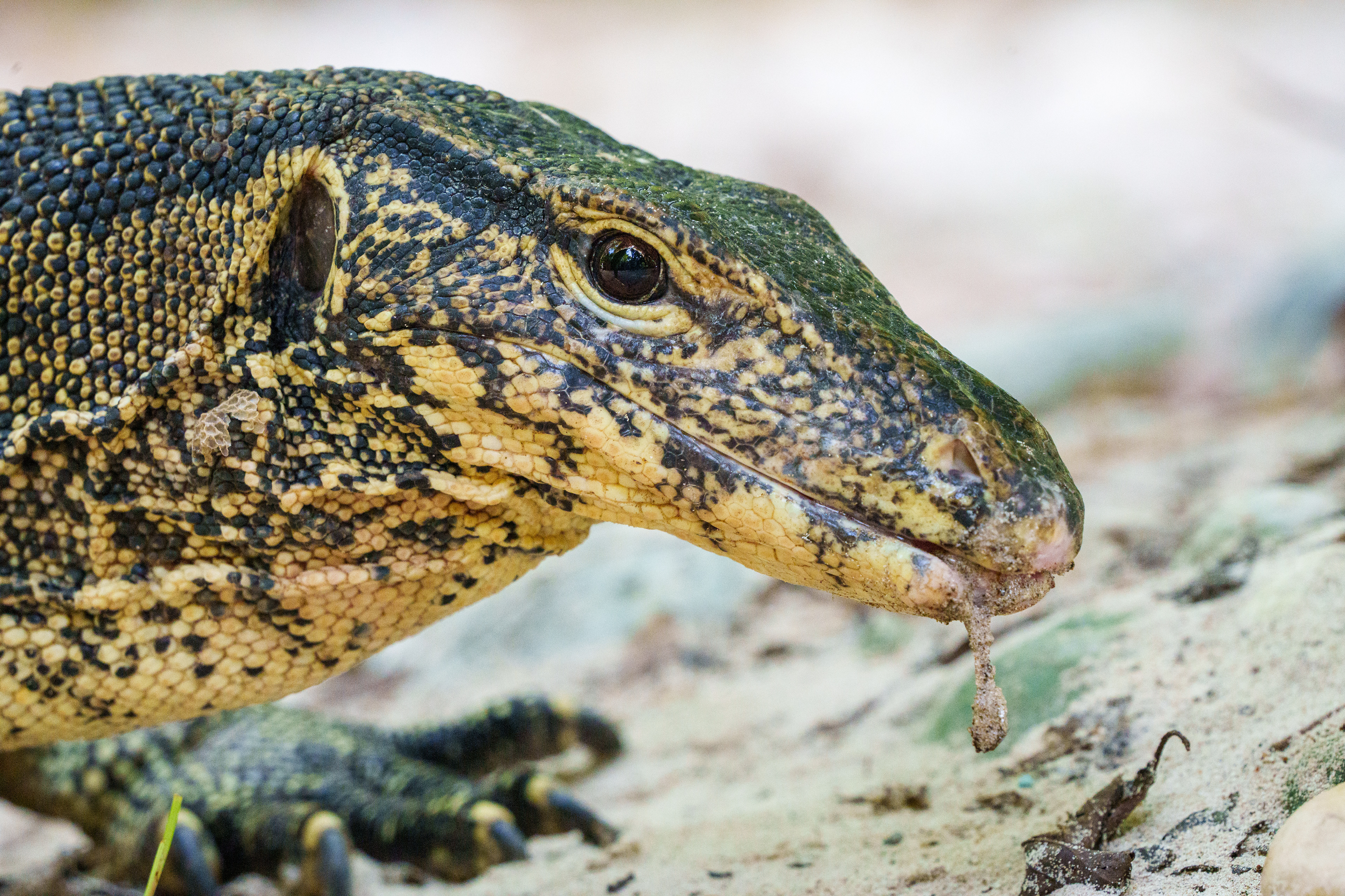 Un varan pas farouche entre la plage et la forêt