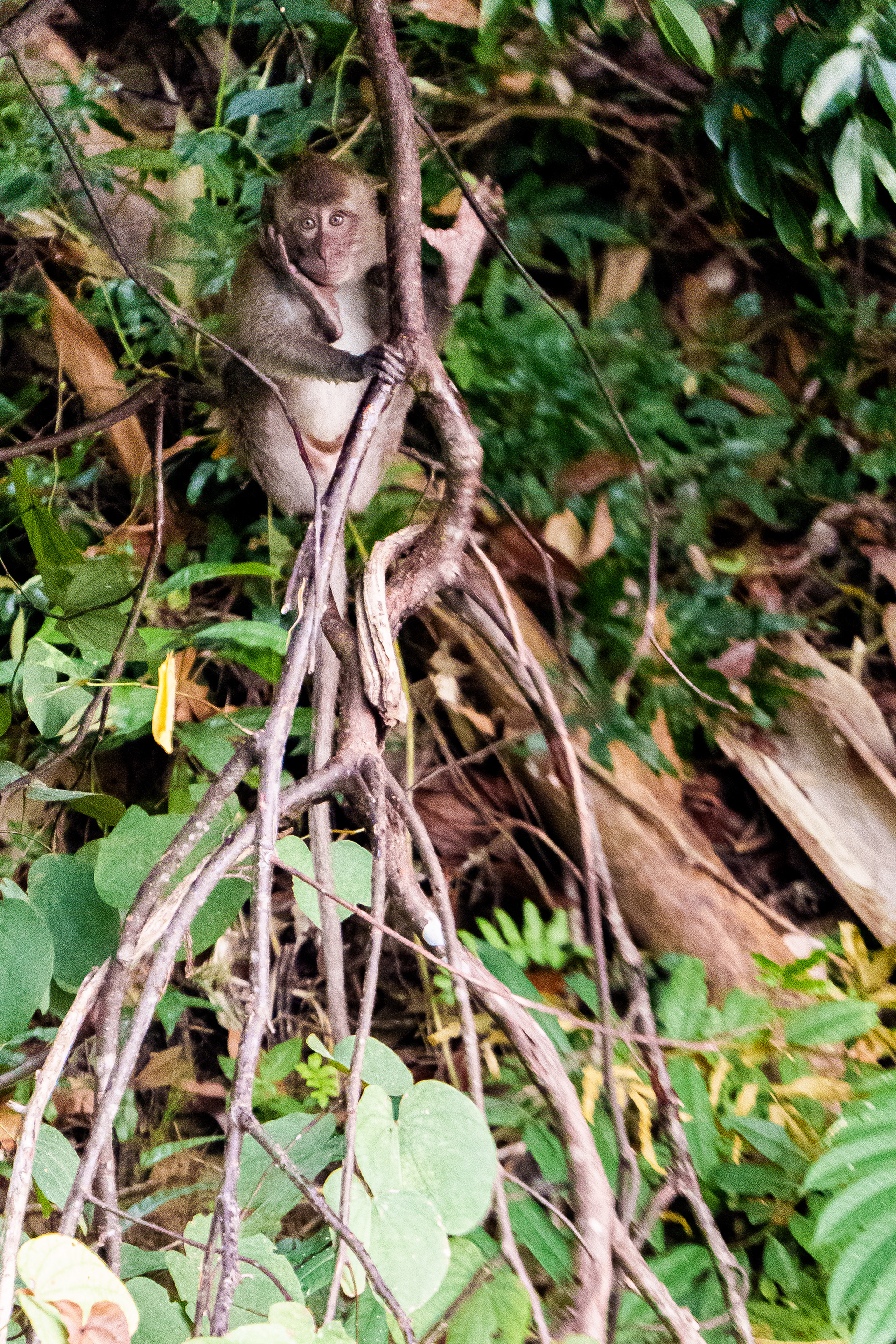 macaque