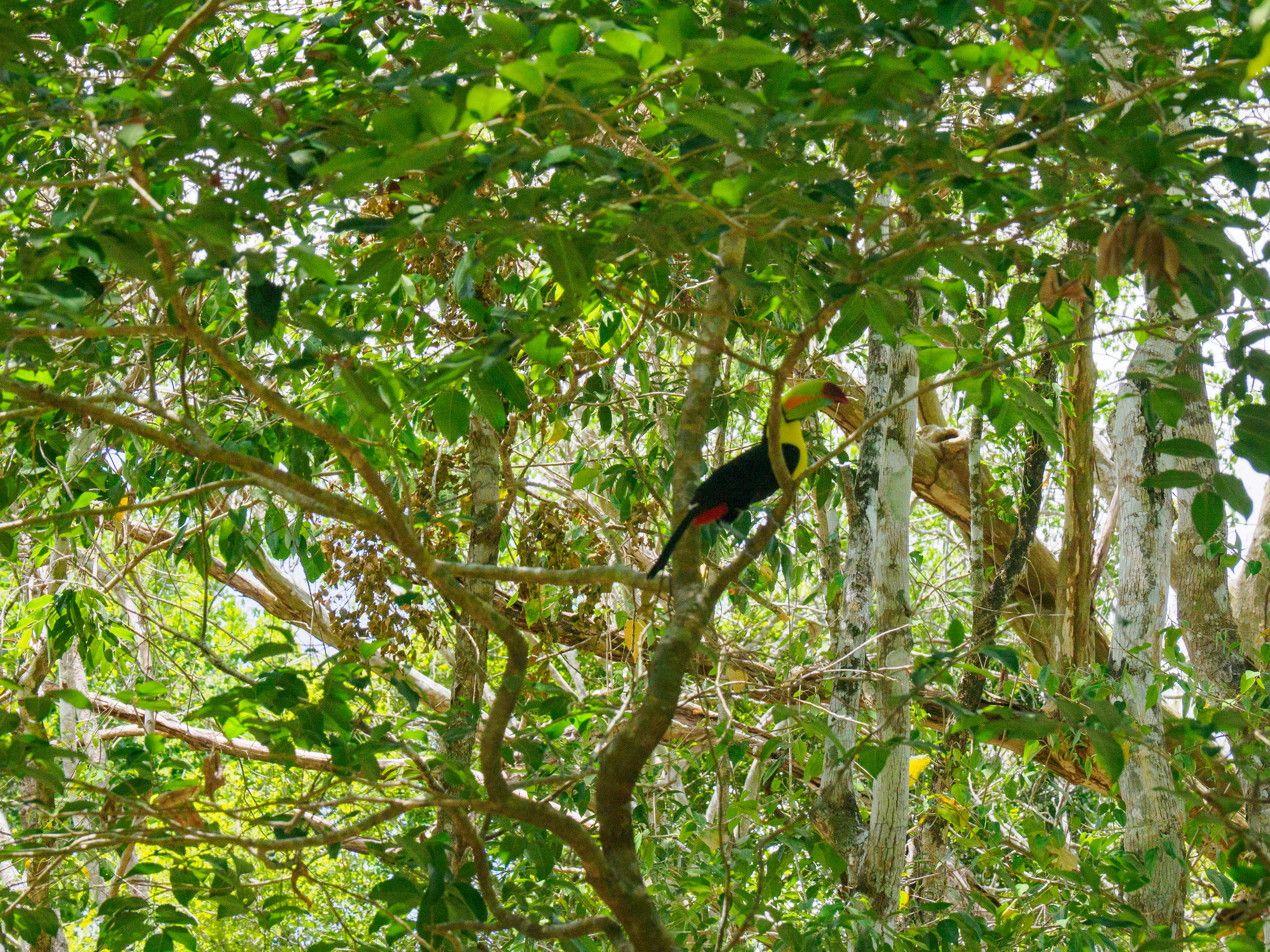 Le compagnon du retour