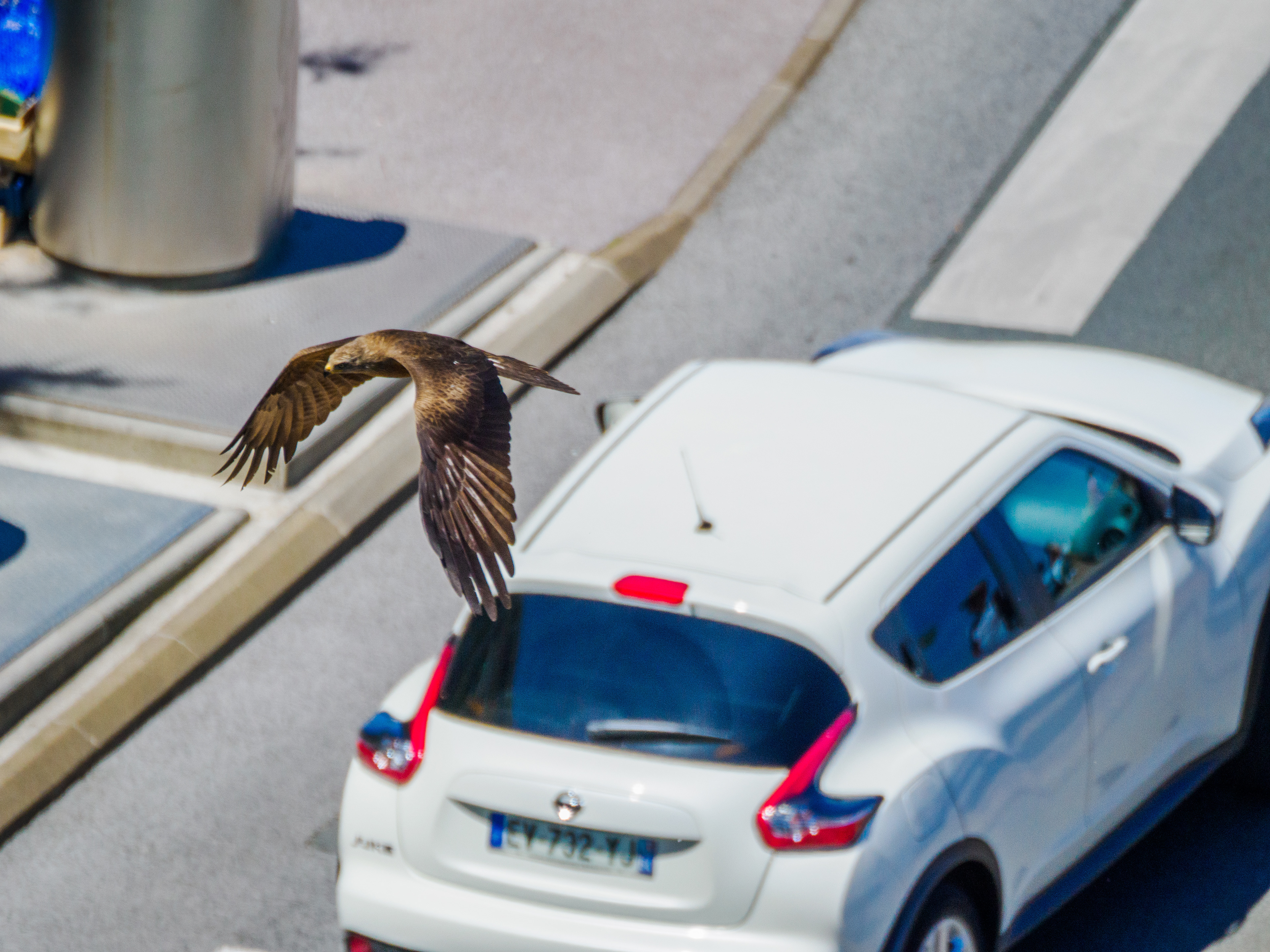Milan noir survolant une voiture en ville