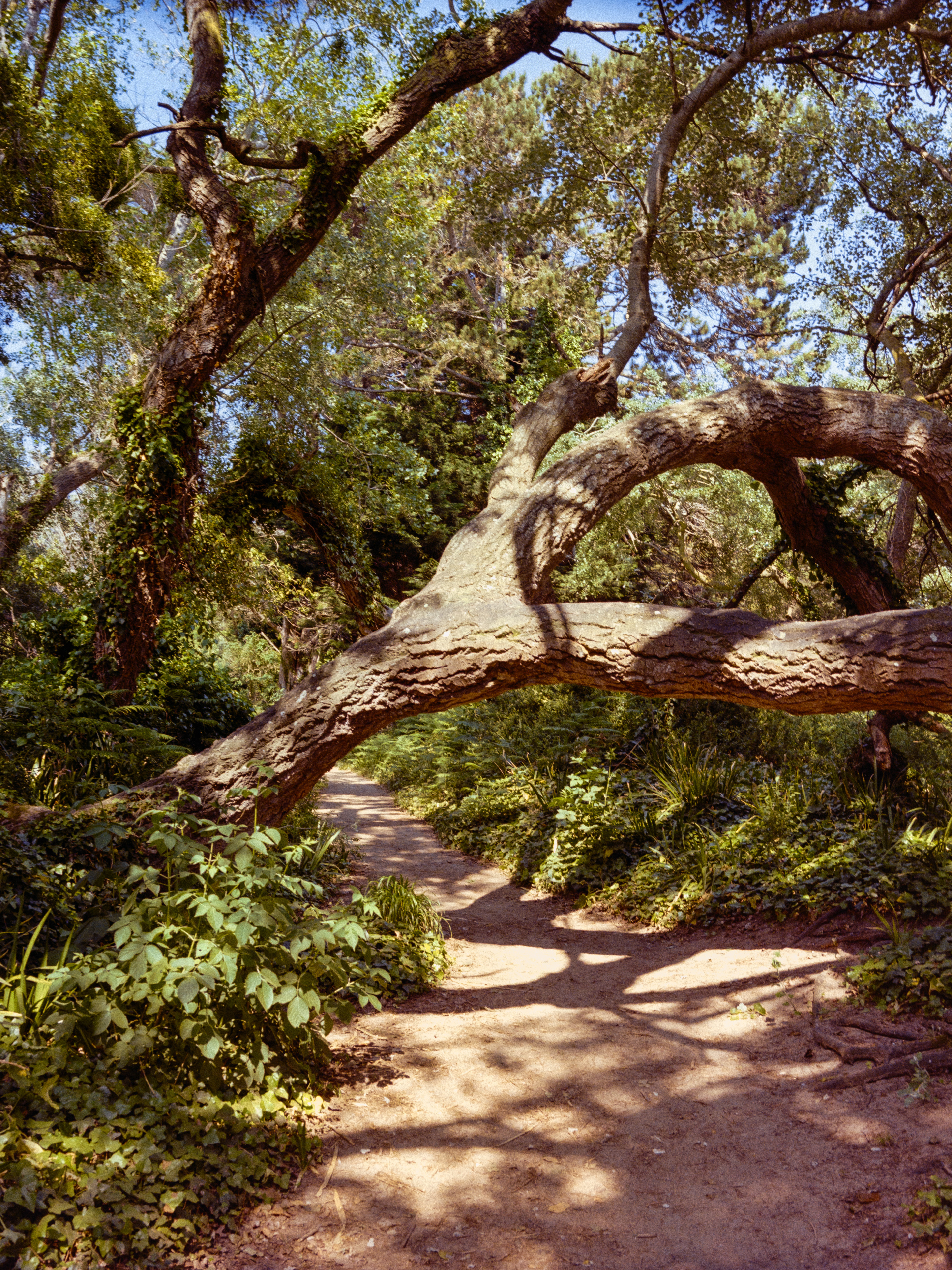 chemin à travers les arbres