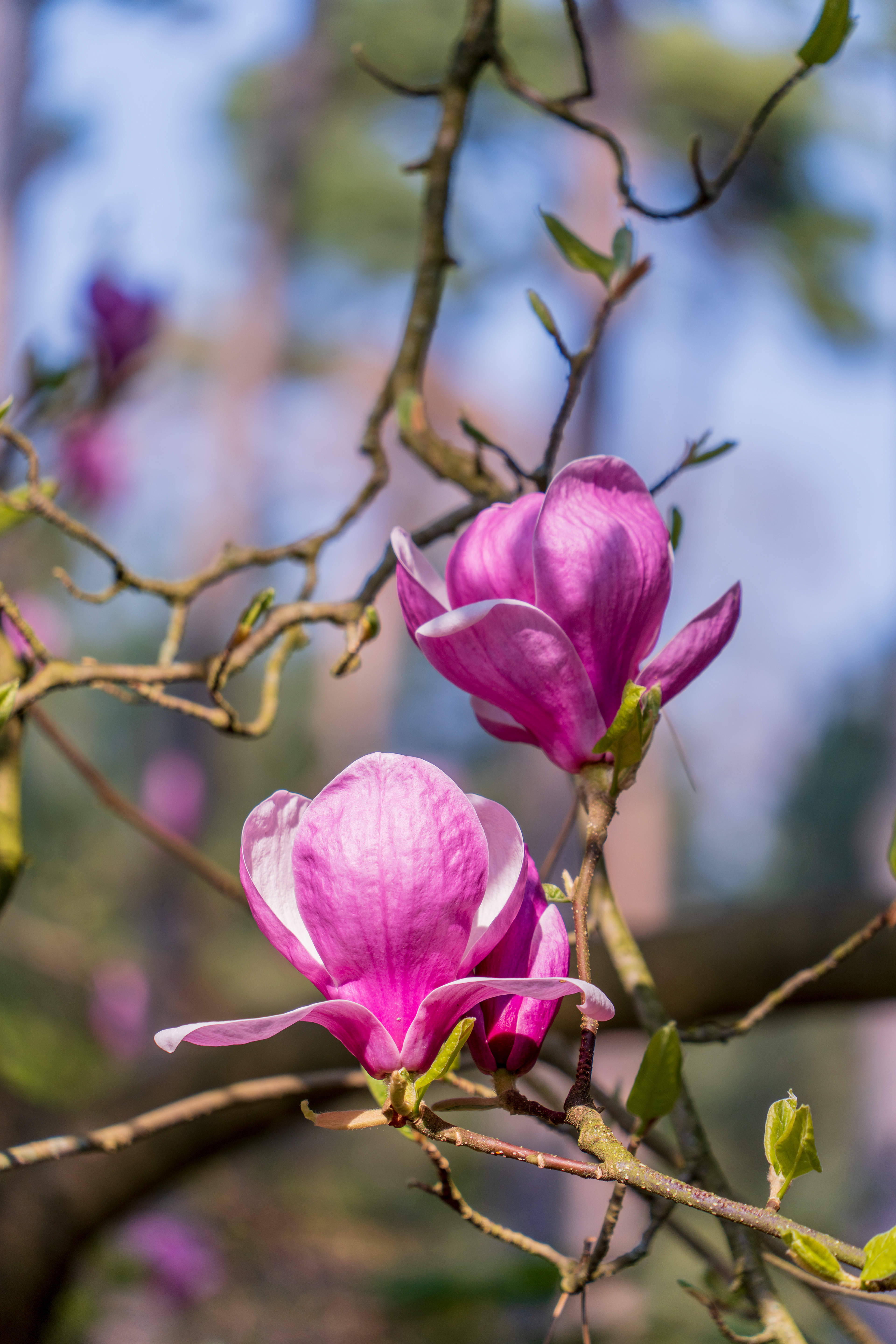 le printemps arrive
