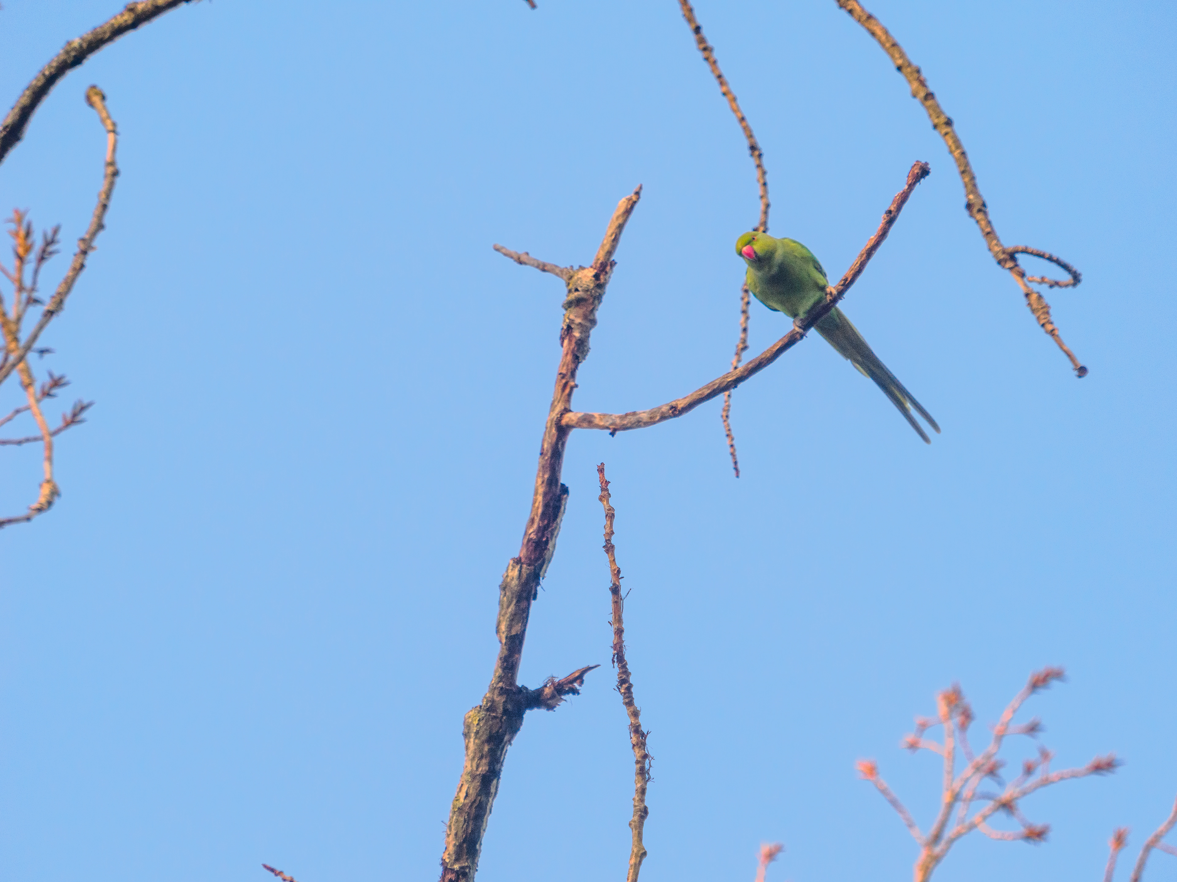 perruche au bois de Vincennes