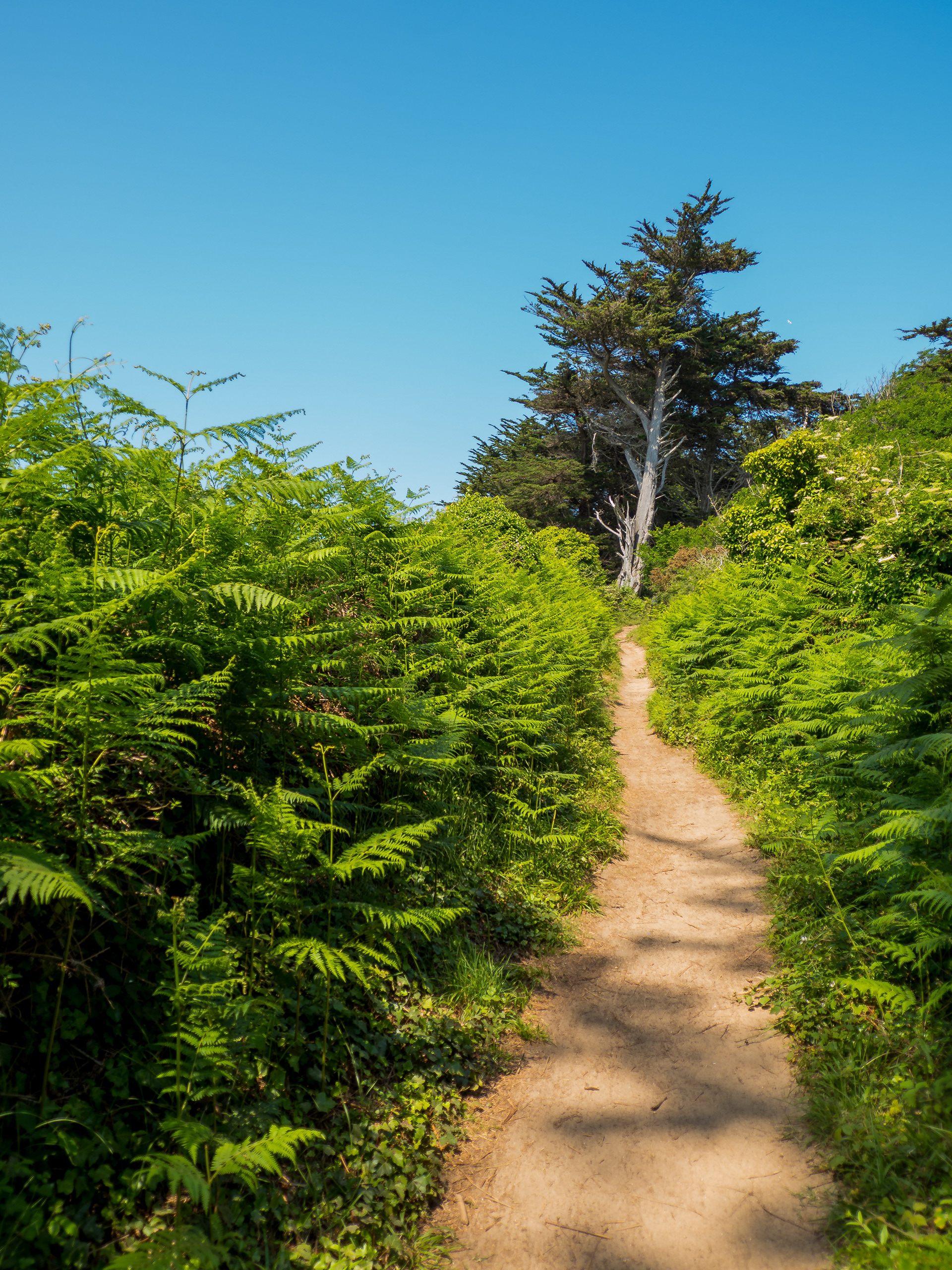 chemin dans la verdure