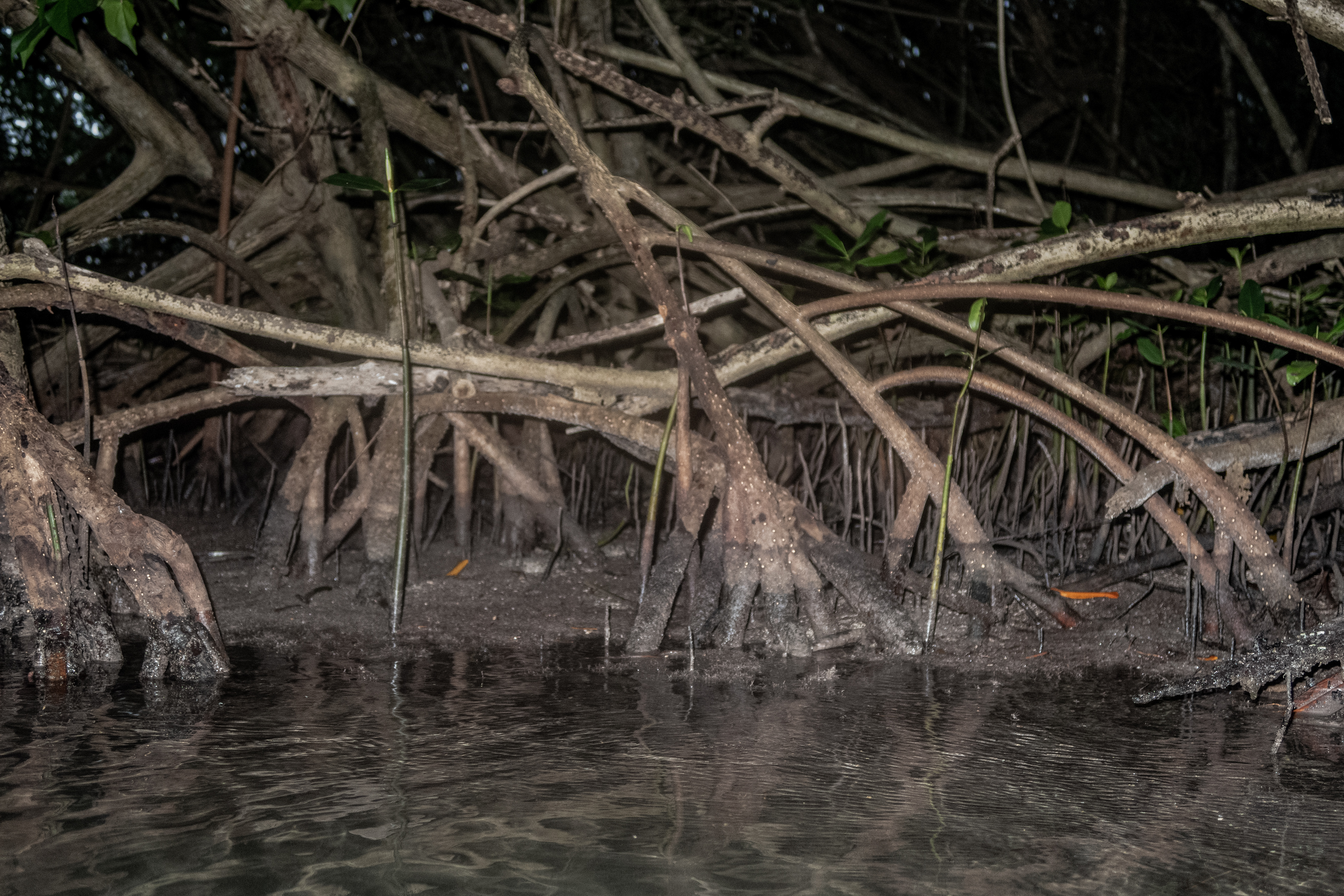 mangrove
